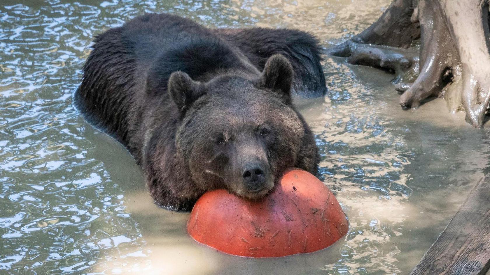 A brown bear rests its head on a pumpkin as it cools off in a small pond at Bristol Zoo Project. The bear is looking up at the camera and the pond water is light grey, with some tree roots visible