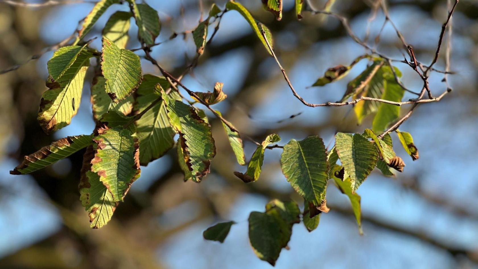 A close up of the leaves attached to small branches, they are green and have brown edges.