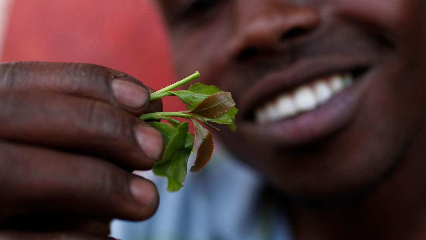 A man holding Khat leaves close to his mouth.