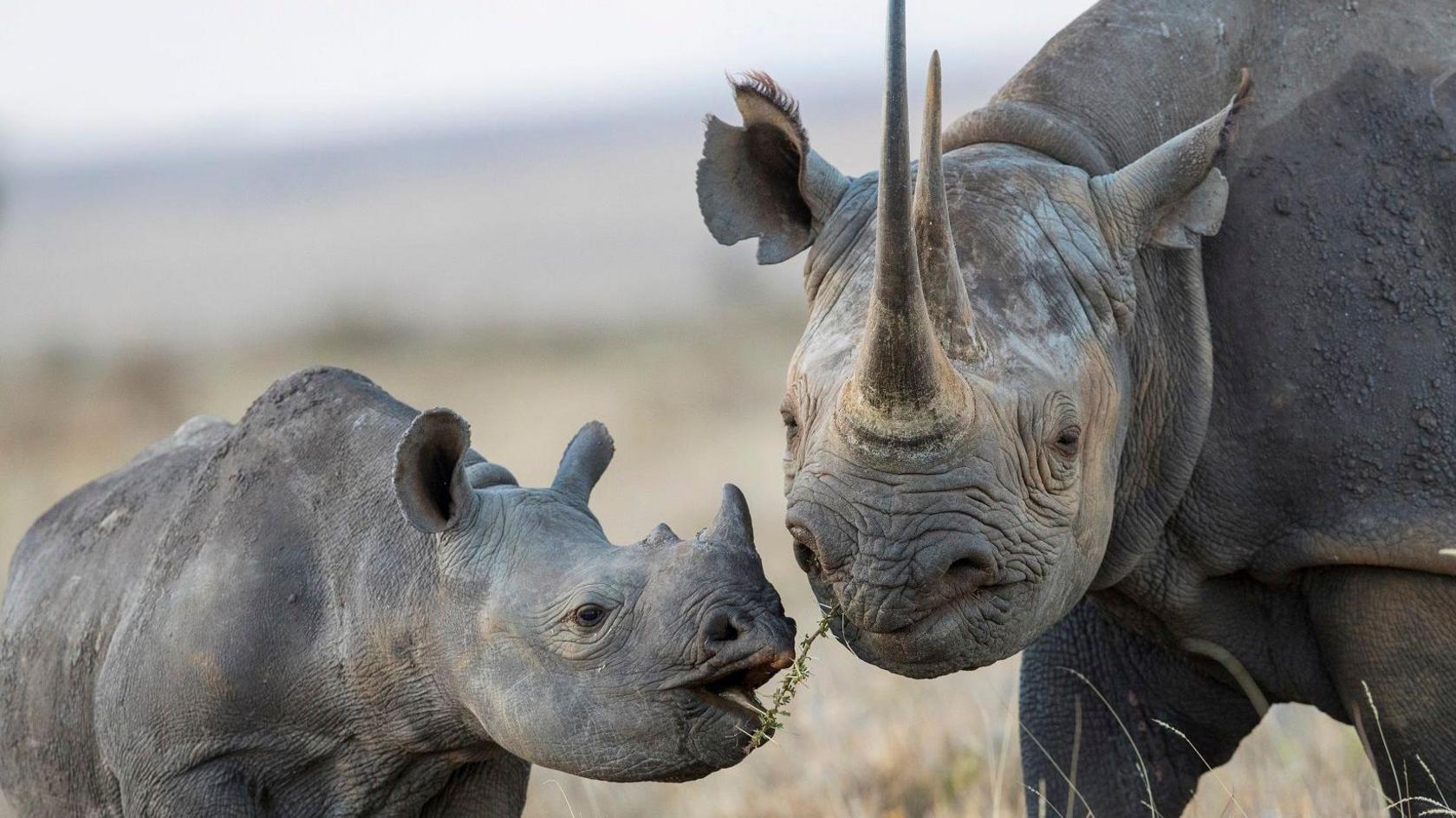 Two black rhinoceros. 