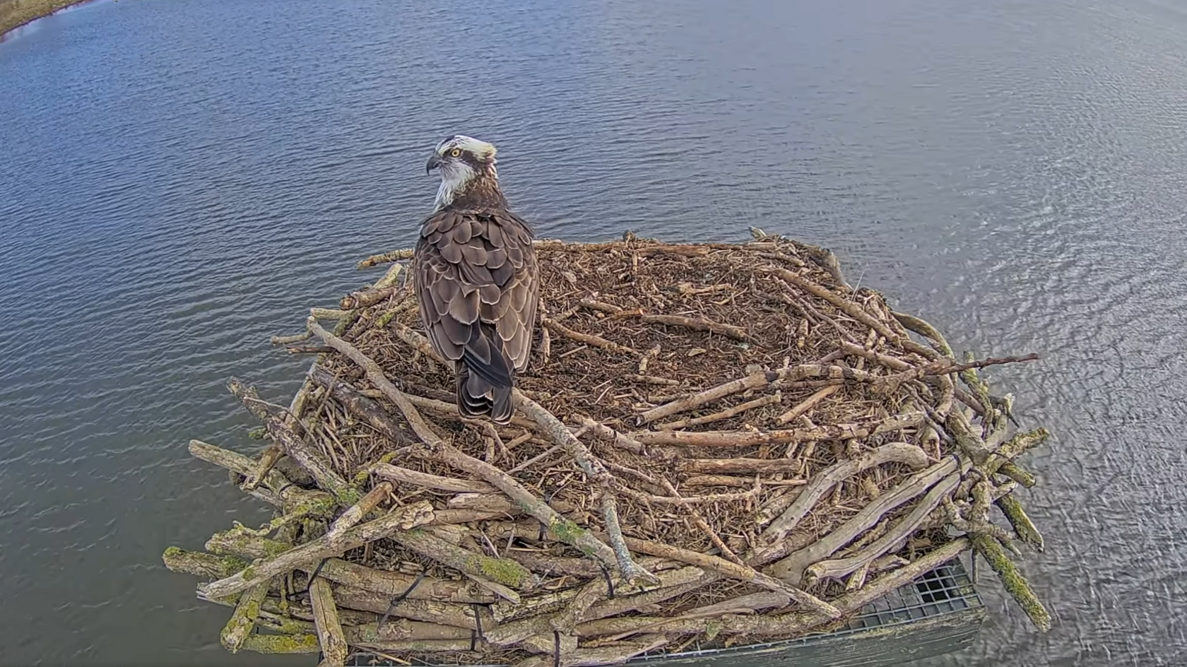 An osprey caught on a webcam set up viewing a nest platform above Rutland Water