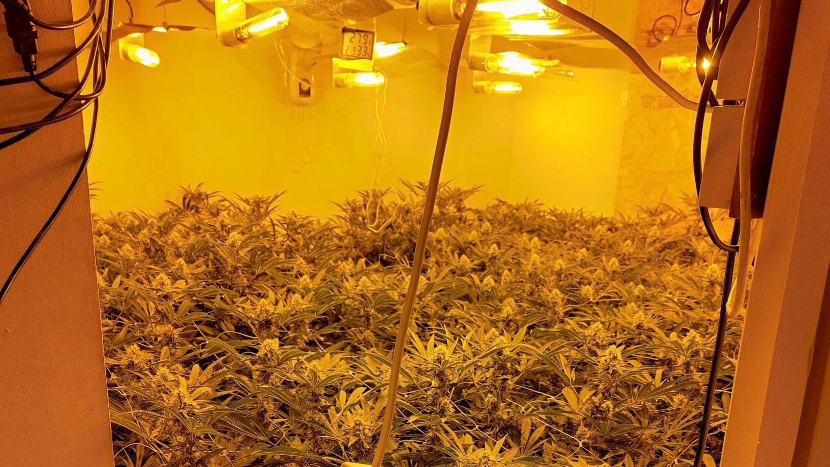 Cannabis plants being grown indoors 