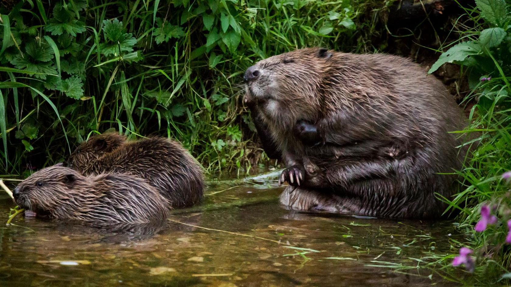 An adult beaver with two young beavers seen in a stream.