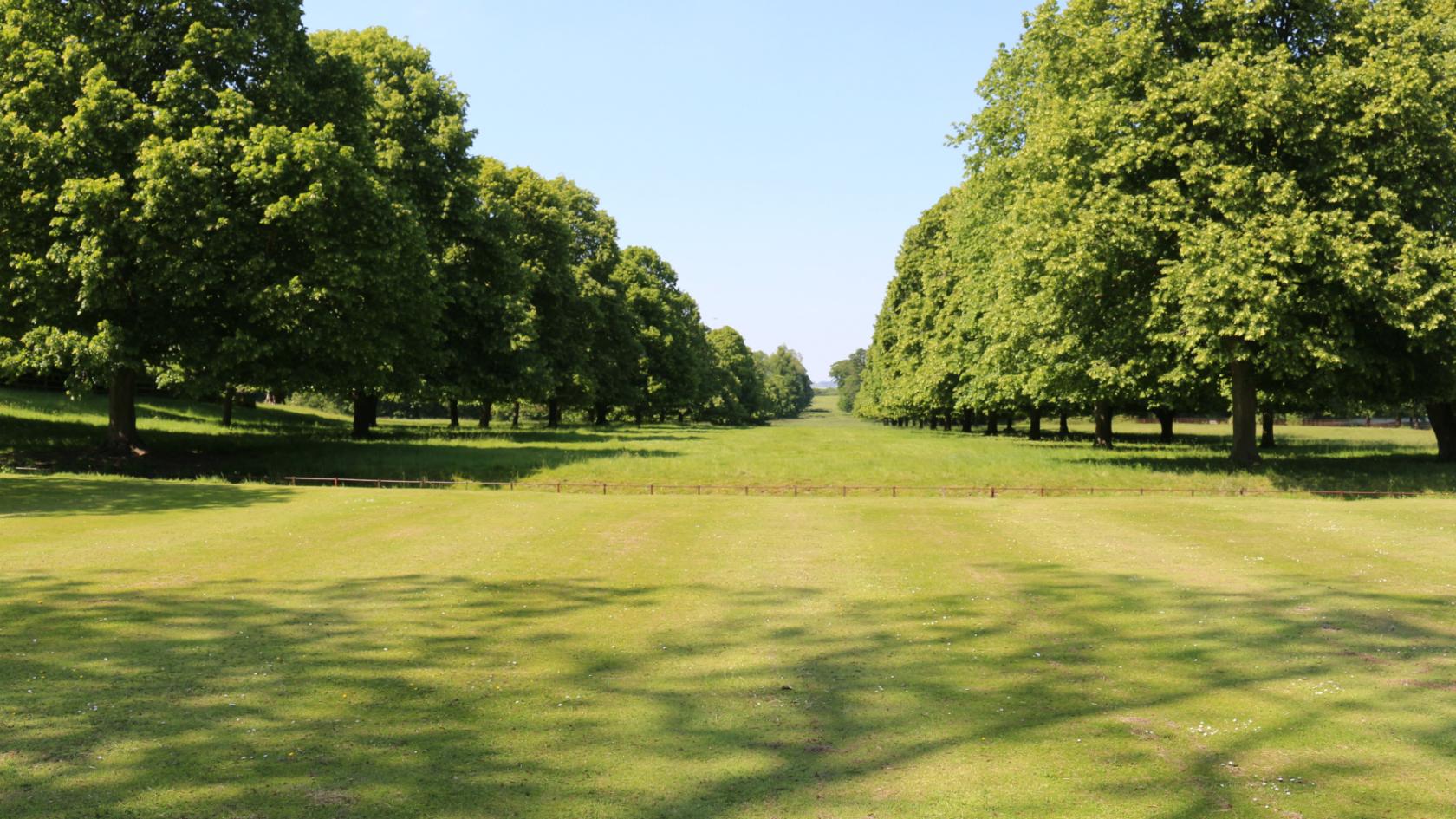 Hartwell House trees