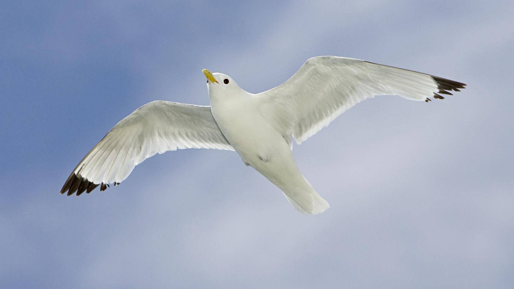 A kittiwake