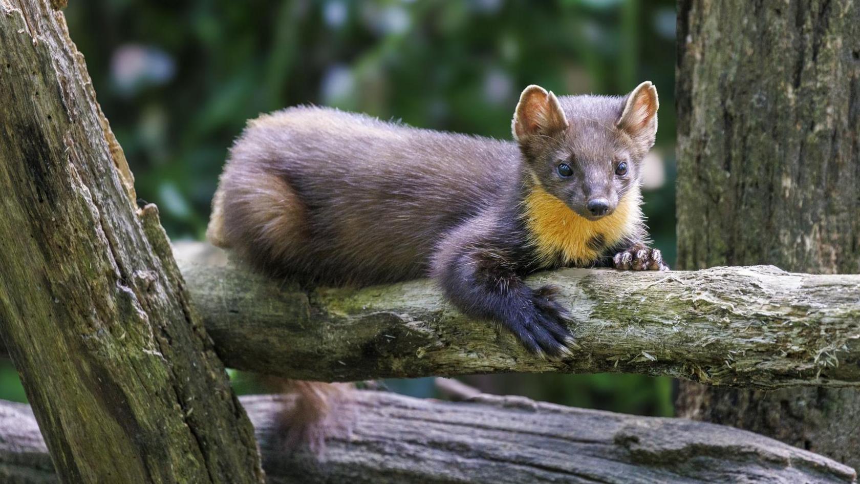 Pine marten on a tree branch