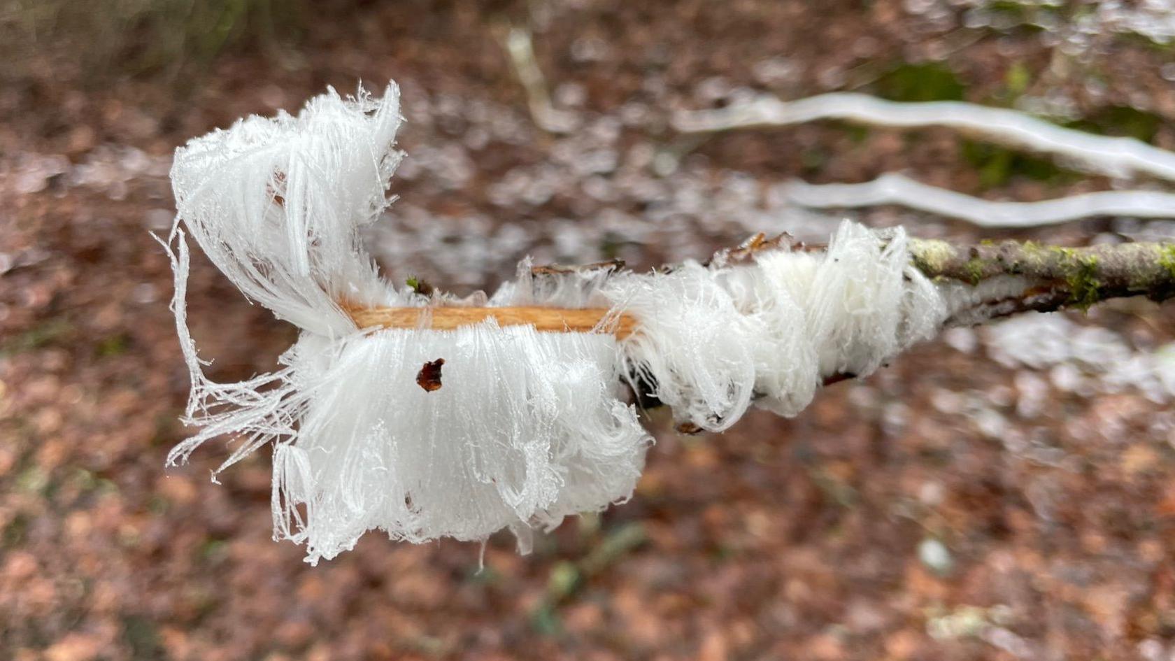 A mossy stick covered in thin strands of white ice is held up above the forest floor.