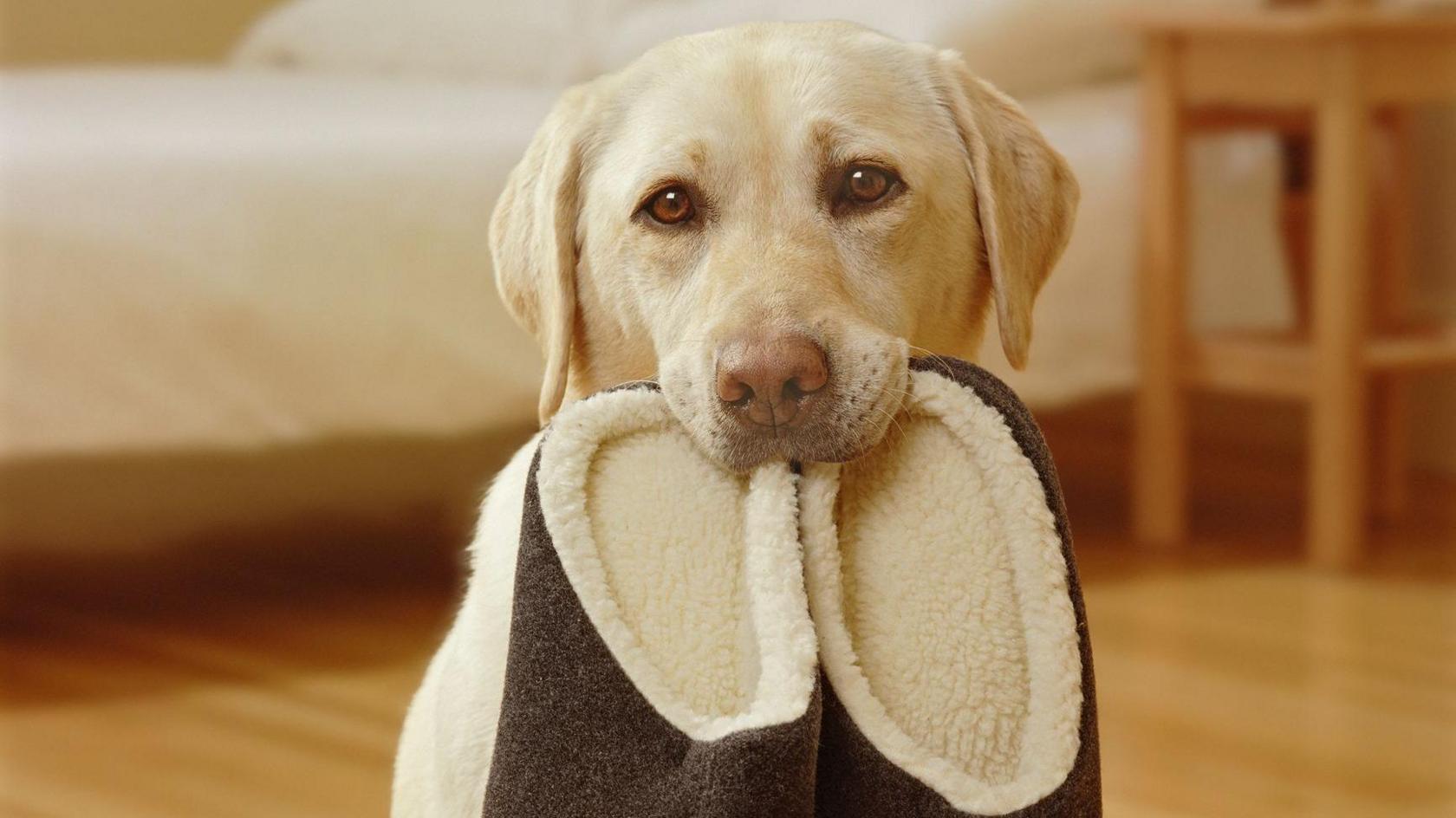 Dog with slippers in its mouth 