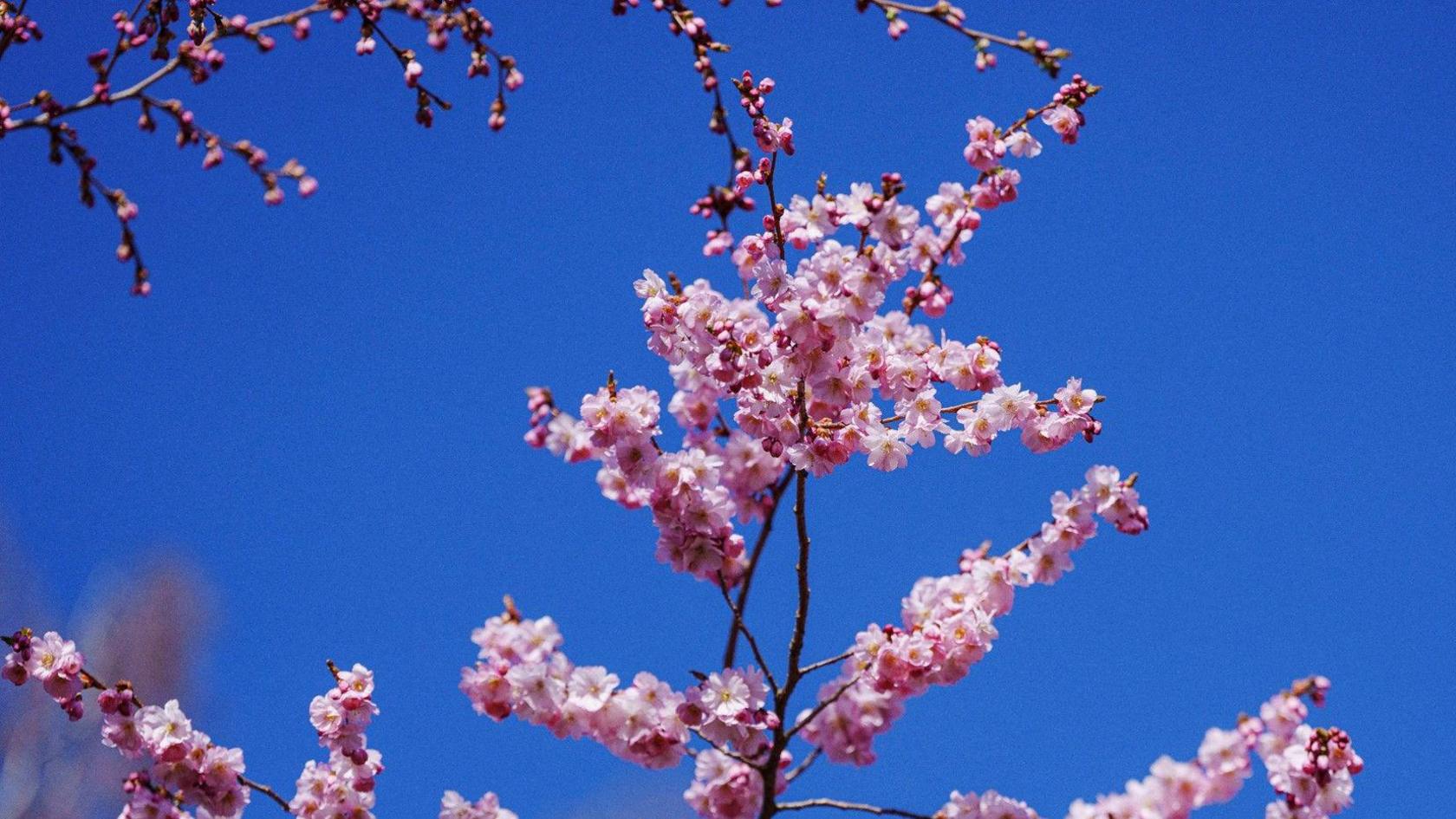 Beautiful Cherry Blossoms Planted 30 Years Ago To Honour Vietnam Vets Are Dying Design Collection Beautiful Cherry Blossoms Planted 30 Years Ago To Honour Vietnam Vets Are Dying Design Collection