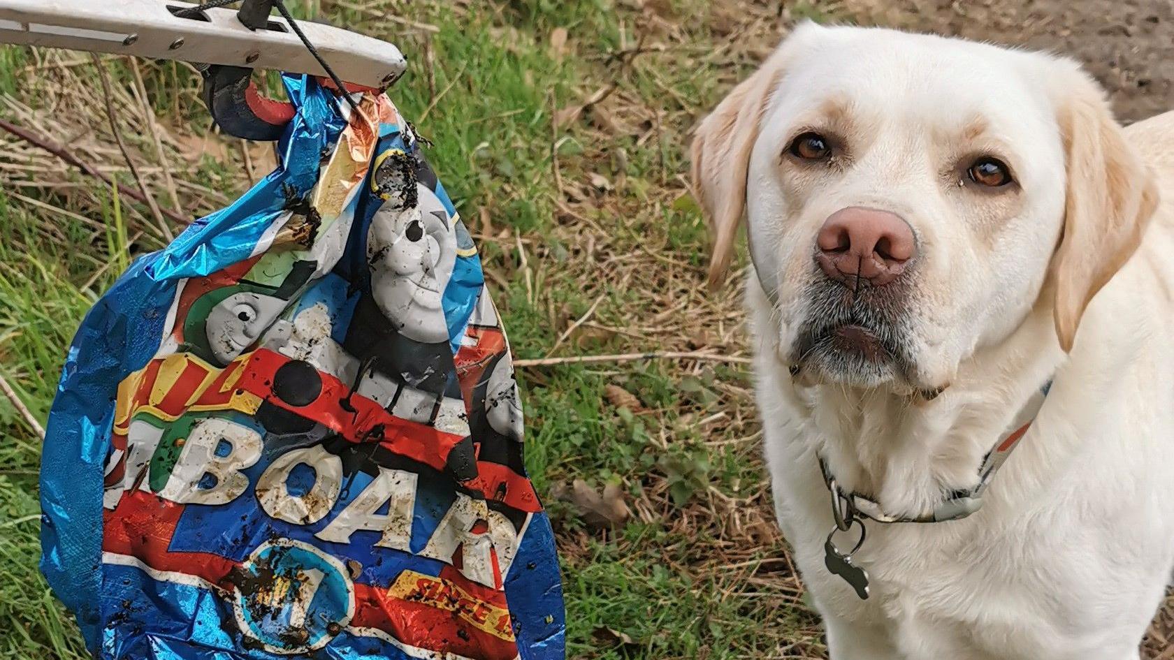 A litter picker holding up a helium Thomas the Tank Engine balloon with Ellie the labrador standing next to it