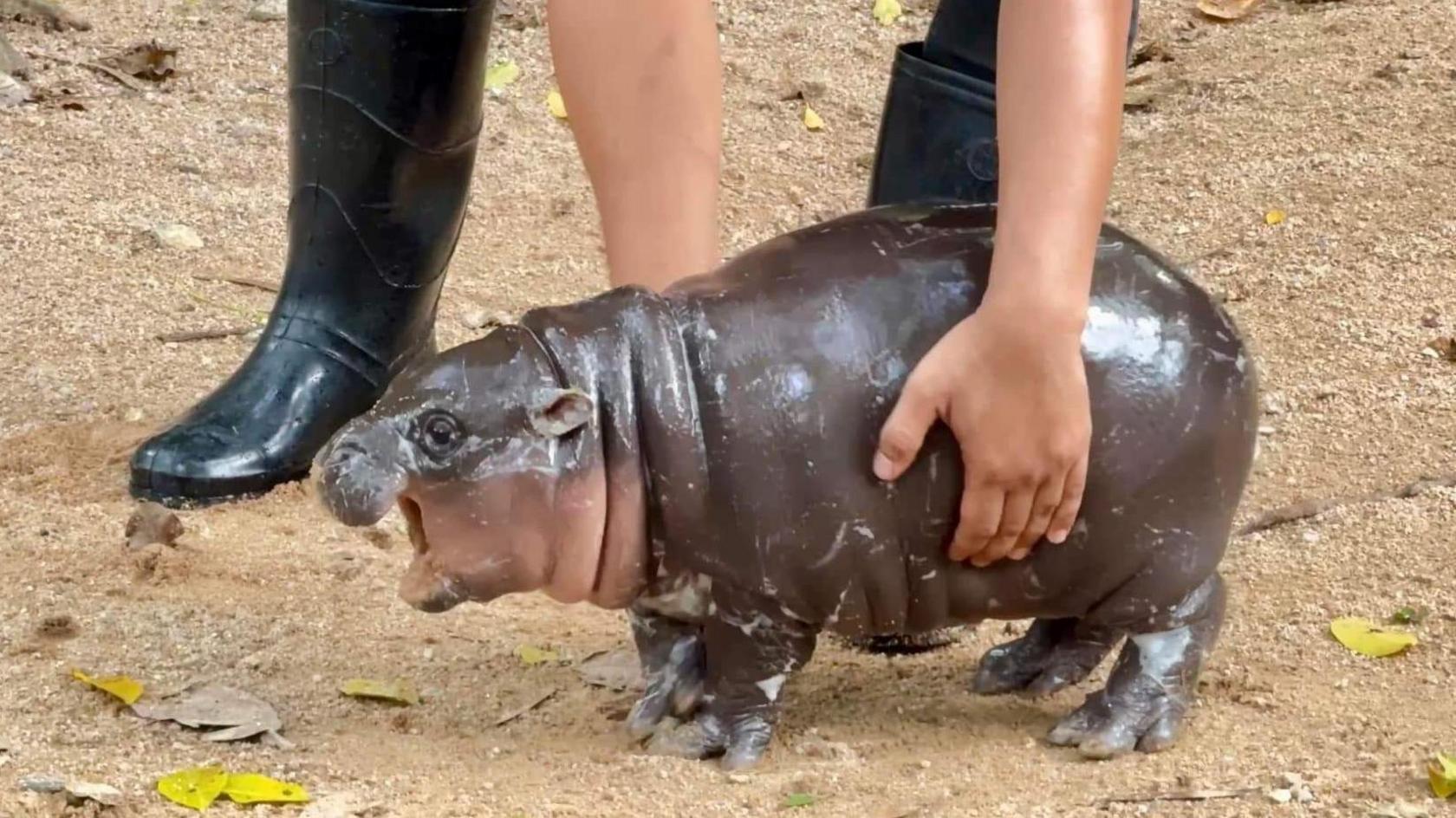 Endangered pygmy hippo calf Haggis born at Edinburgh zoo - BBC News