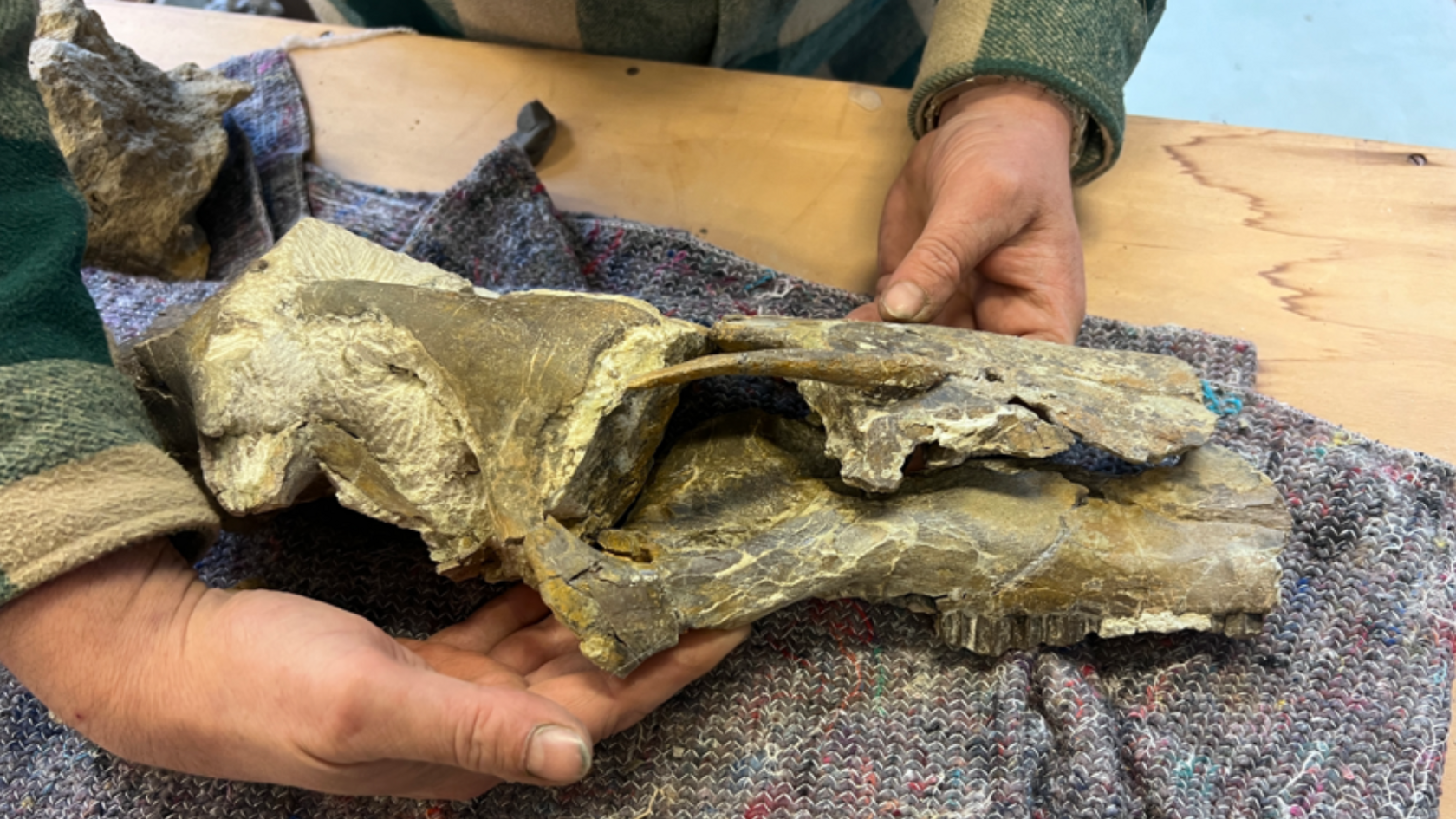 A well preserved skull of the fossil.