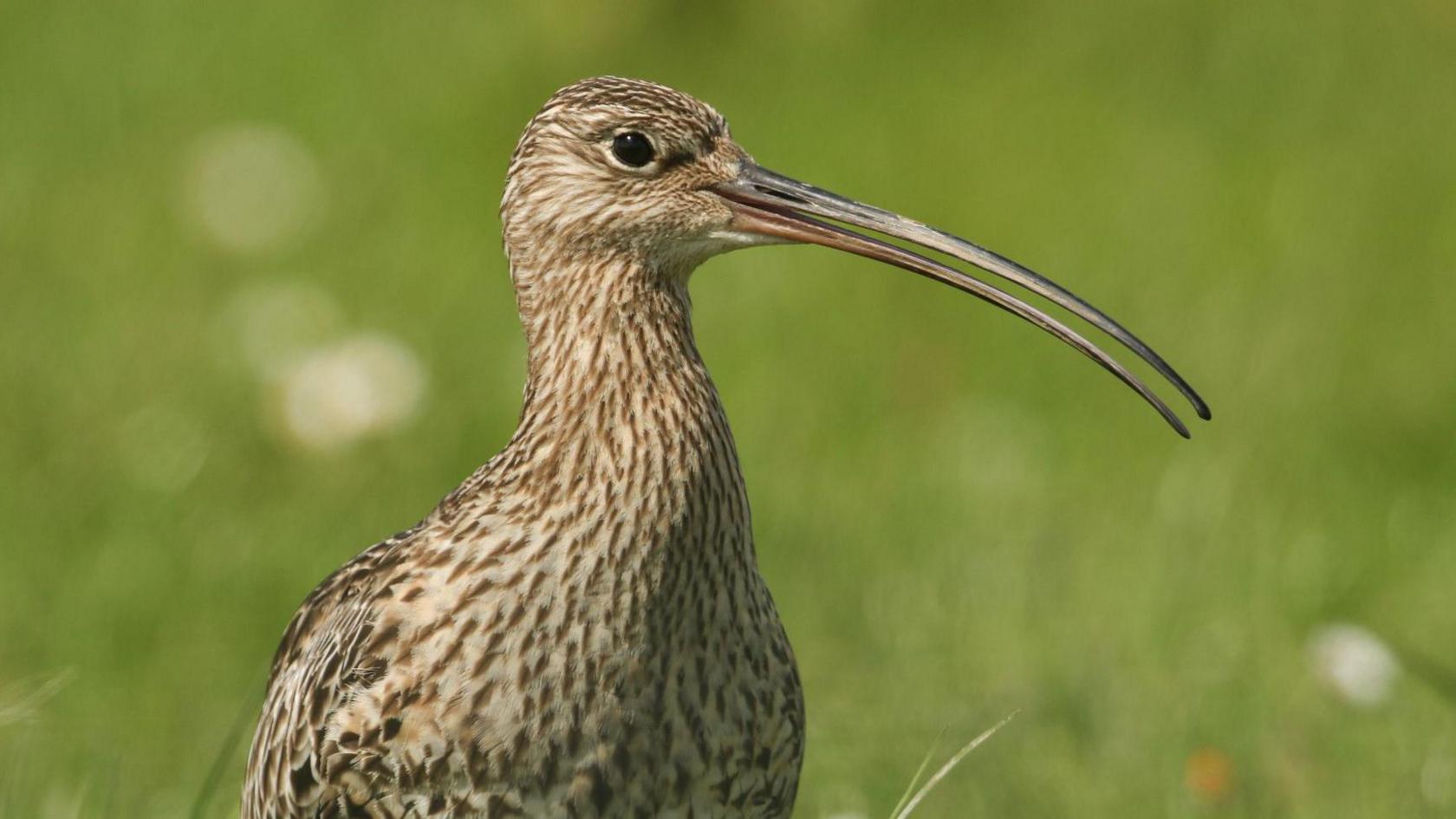 An adult curlew, which is about the size of - and looks somewhat similar to - a duck, except it has an enormous, thin beak stretching from its face. 