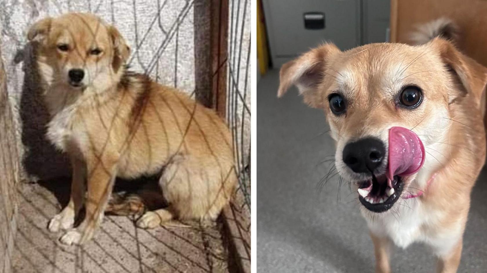 A small dog in a kill shelter looking sad and poorly with a tag on its ear, and a more recent picture of the same dog looking happy and healthy today