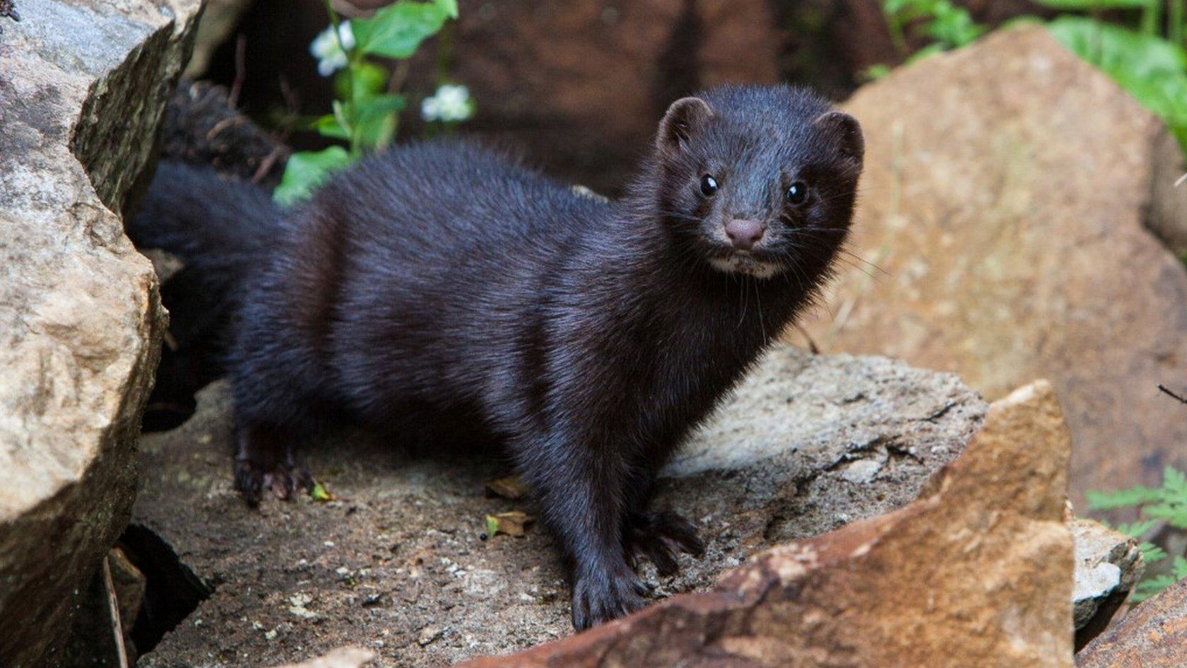 American mink
