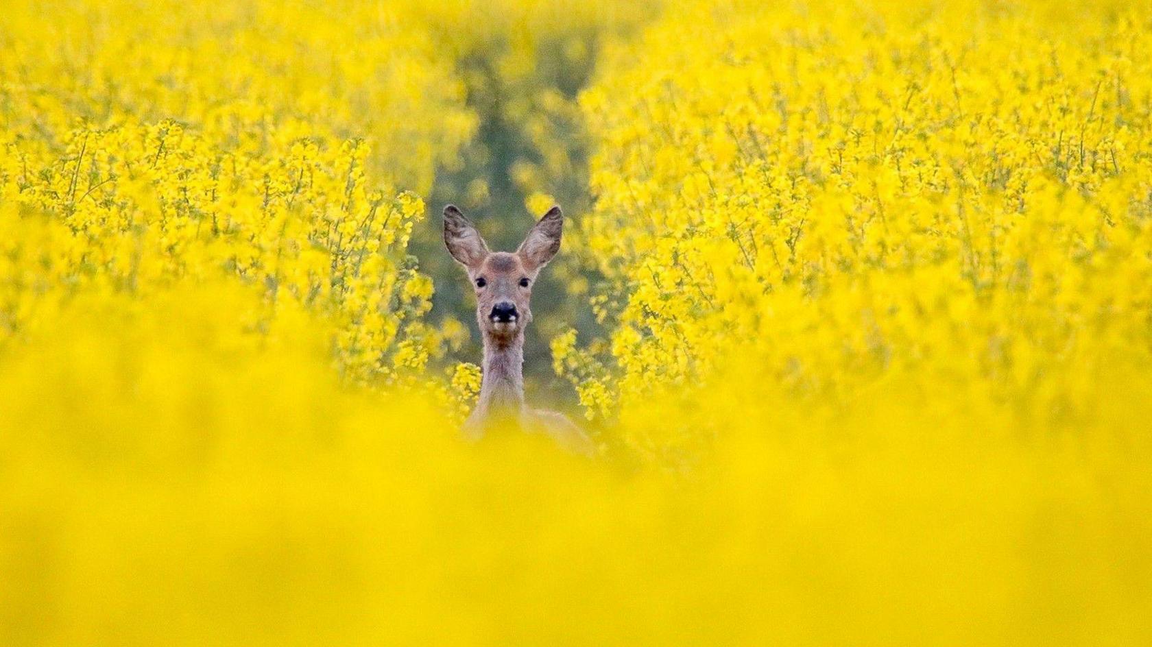 A doe in a field of rapeseed