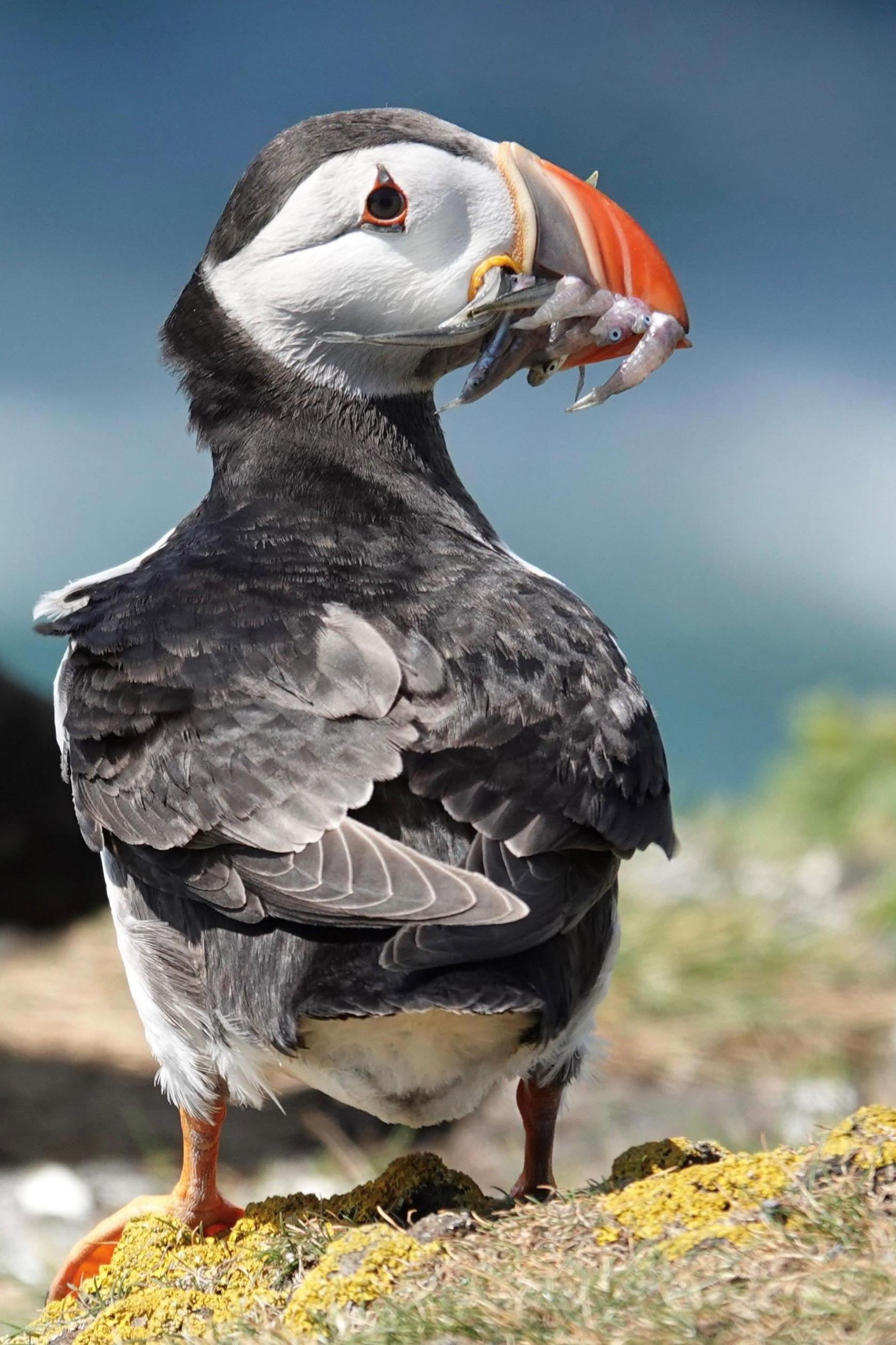 A puffin, with a bright orange beak perched on a rock. It has a mouthful of small fish.