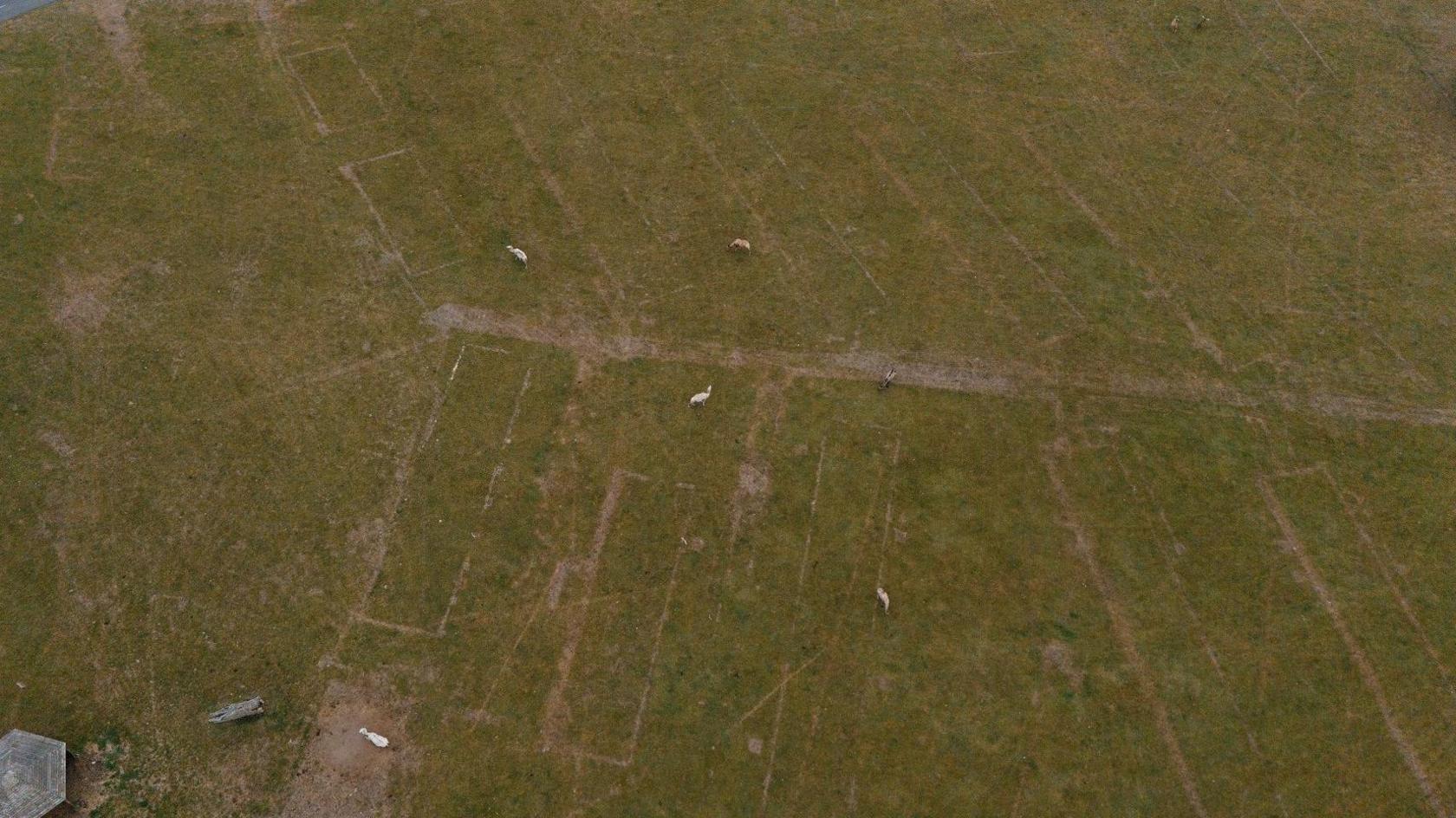 An drone shot of a grassy area with a few sheep dotted about. There are parched brown lines among the green grass, which show where old buildings once were.