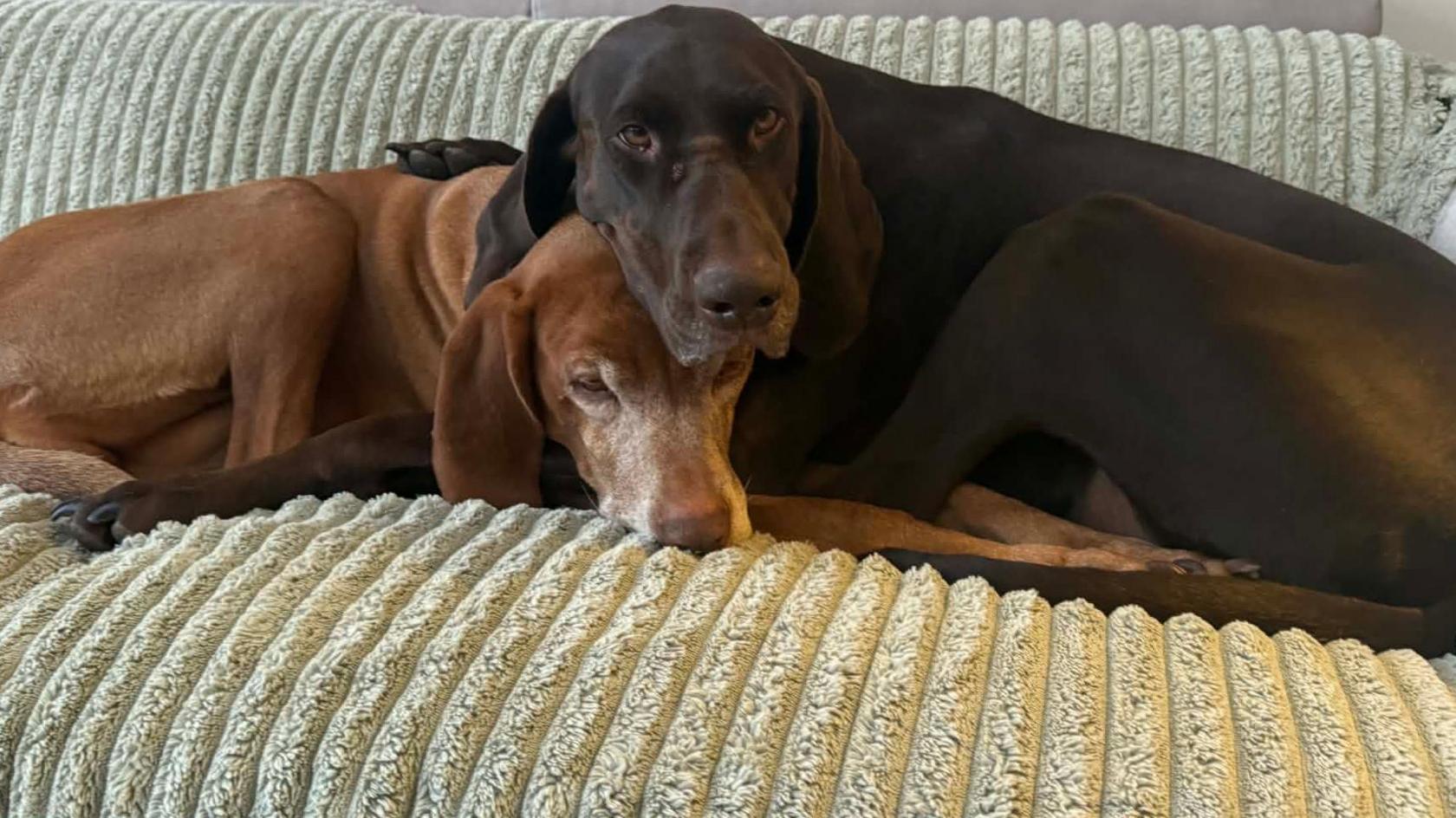Müzli, a large brown Hungarian Vizsla with sleek hair, is lying on a couch. Hershey, a large black Vizsla and German Pointer cross, is cuddling up to her and looking at the camera. The grey couch is covered in a green blanket. 