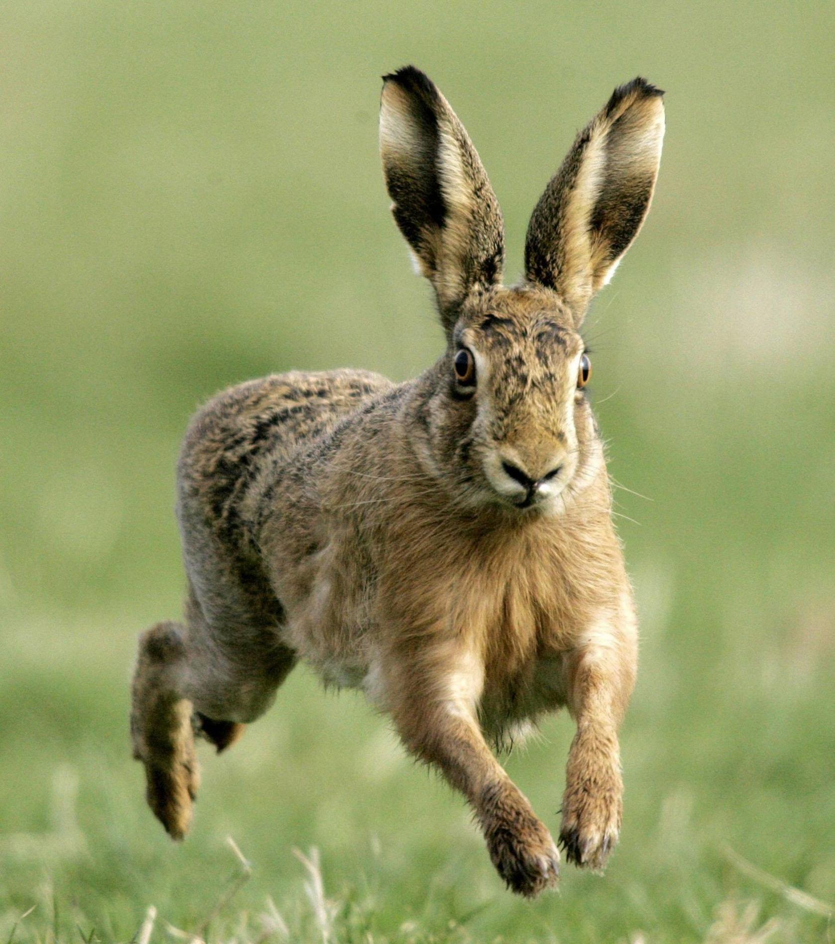 A hare