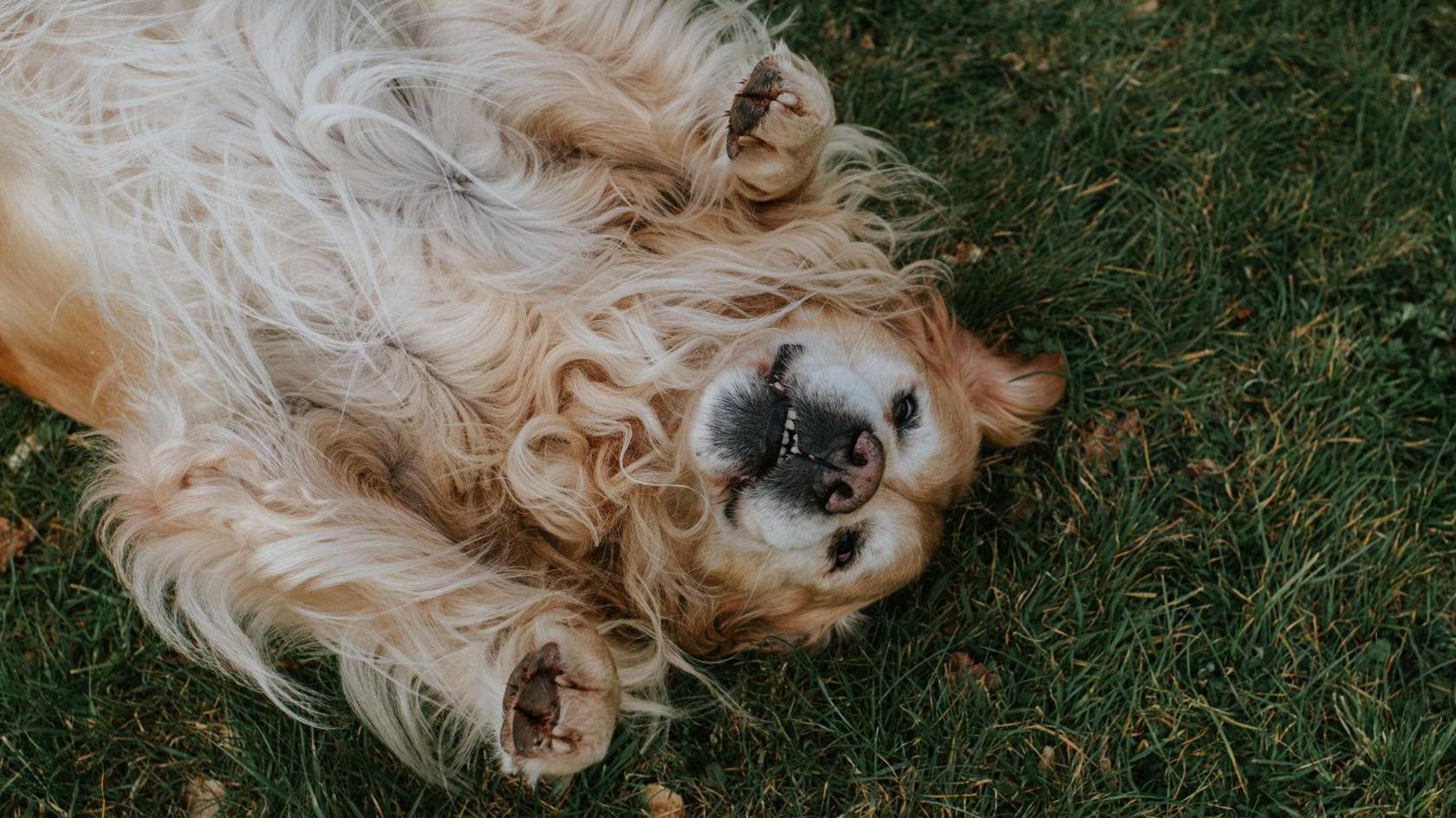 A relaxed golden retriever lying on its back on grass.