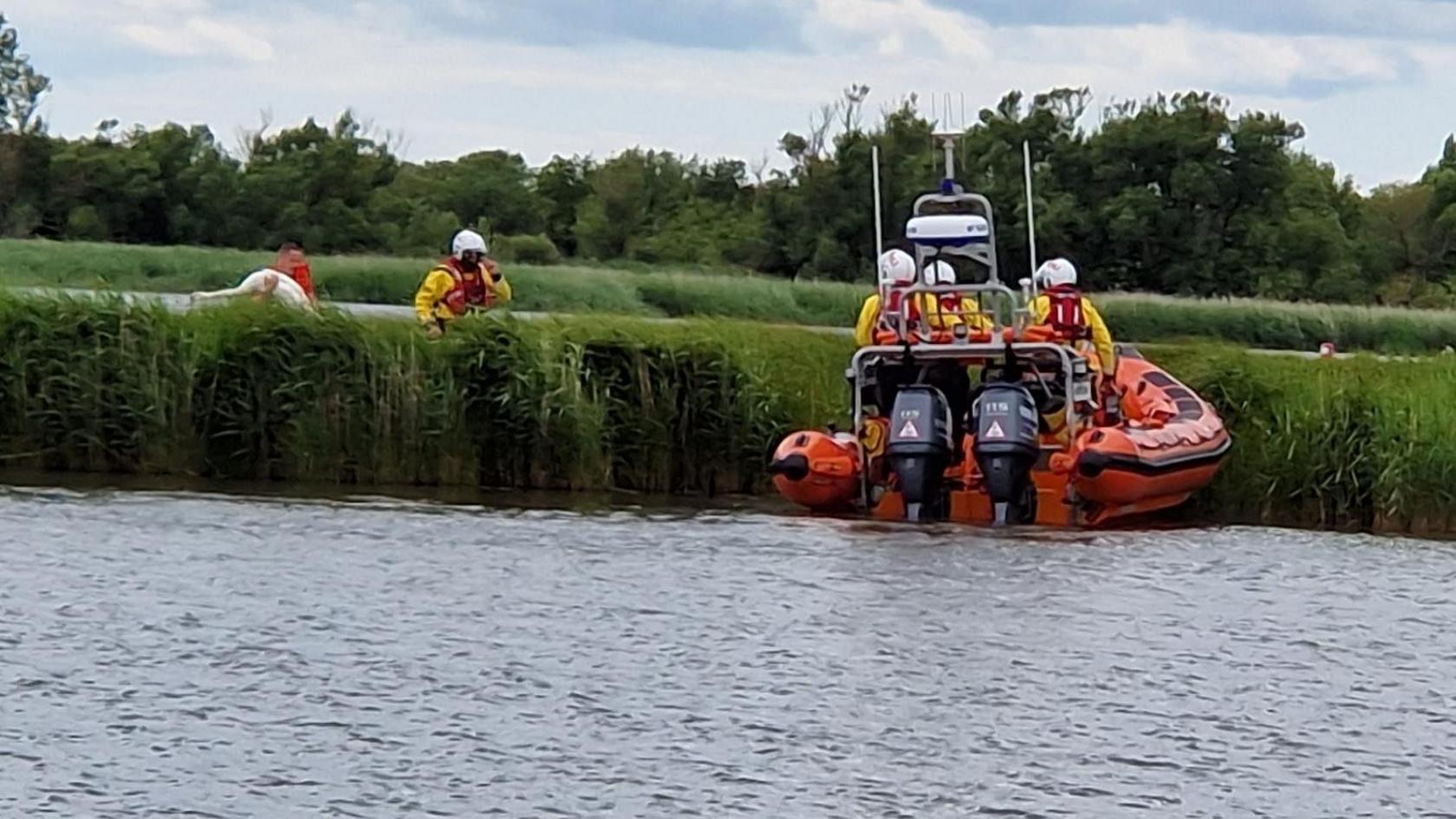 The RNLI team in an orange boat on the water parked on reeds and two members of the team are wading back towards the boat with the swan in one of their hands