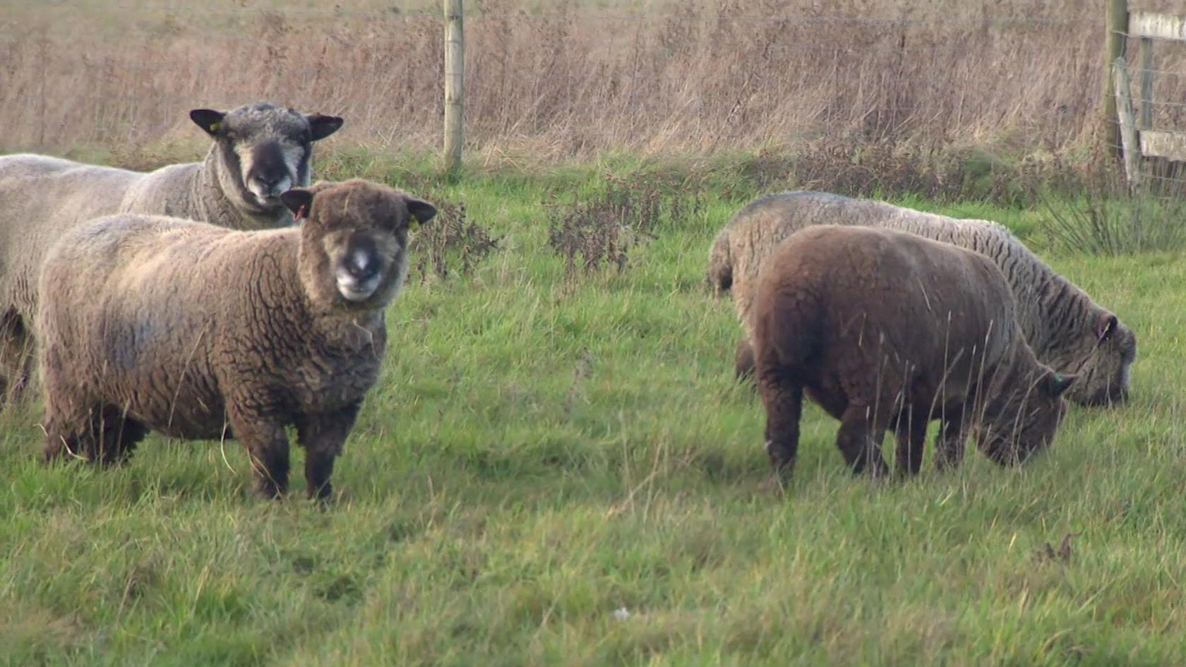 Four Ryeland sheep grazing in field