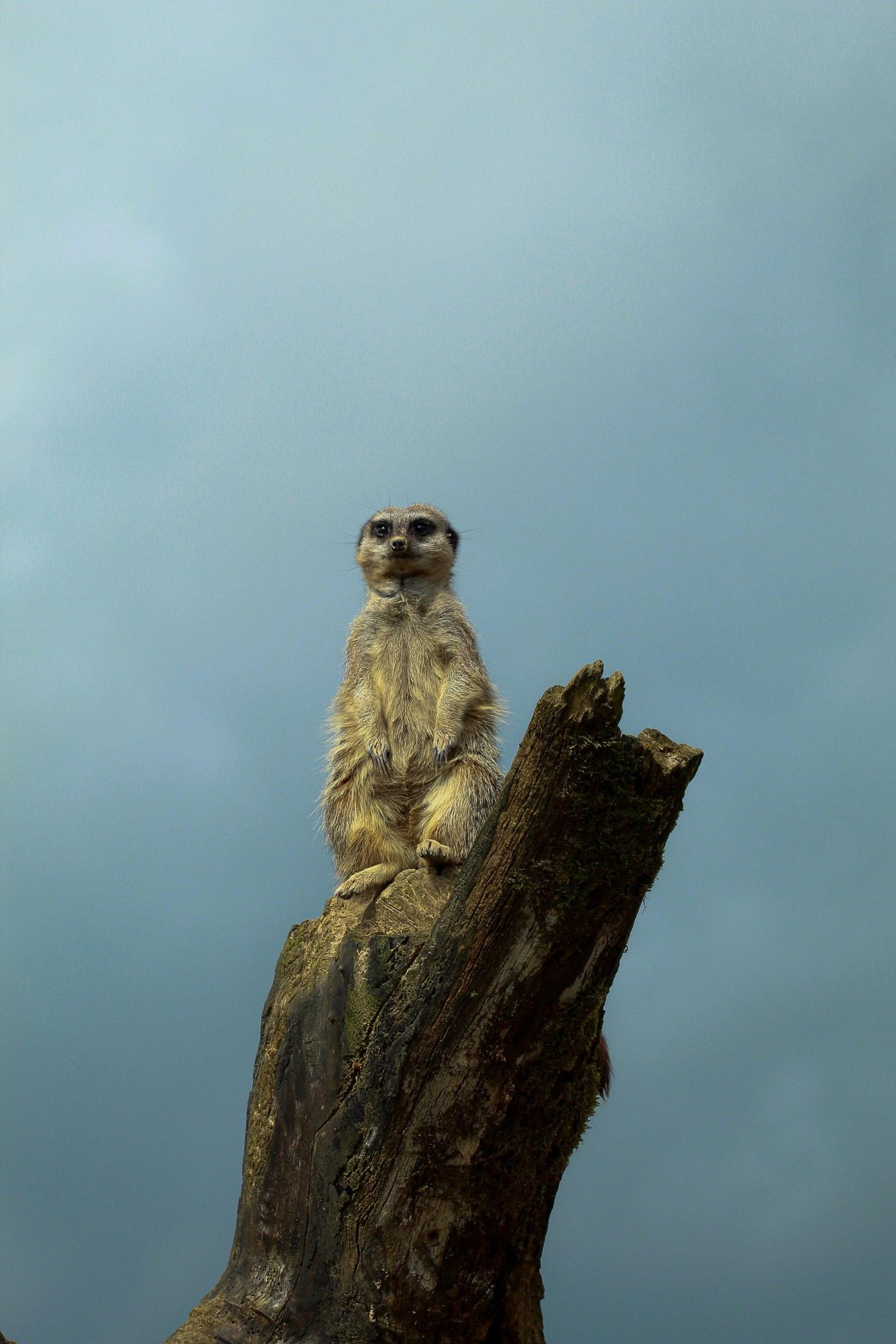 Meerkat stood on an upright log with a grey sky in the background