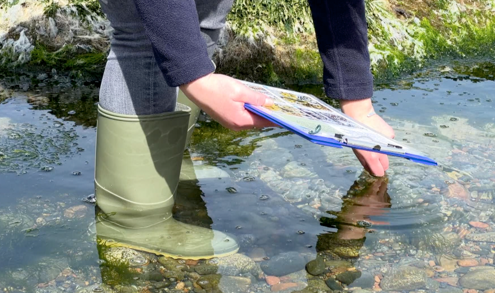 Woman in welly boots surveys rock pool in Guernsey