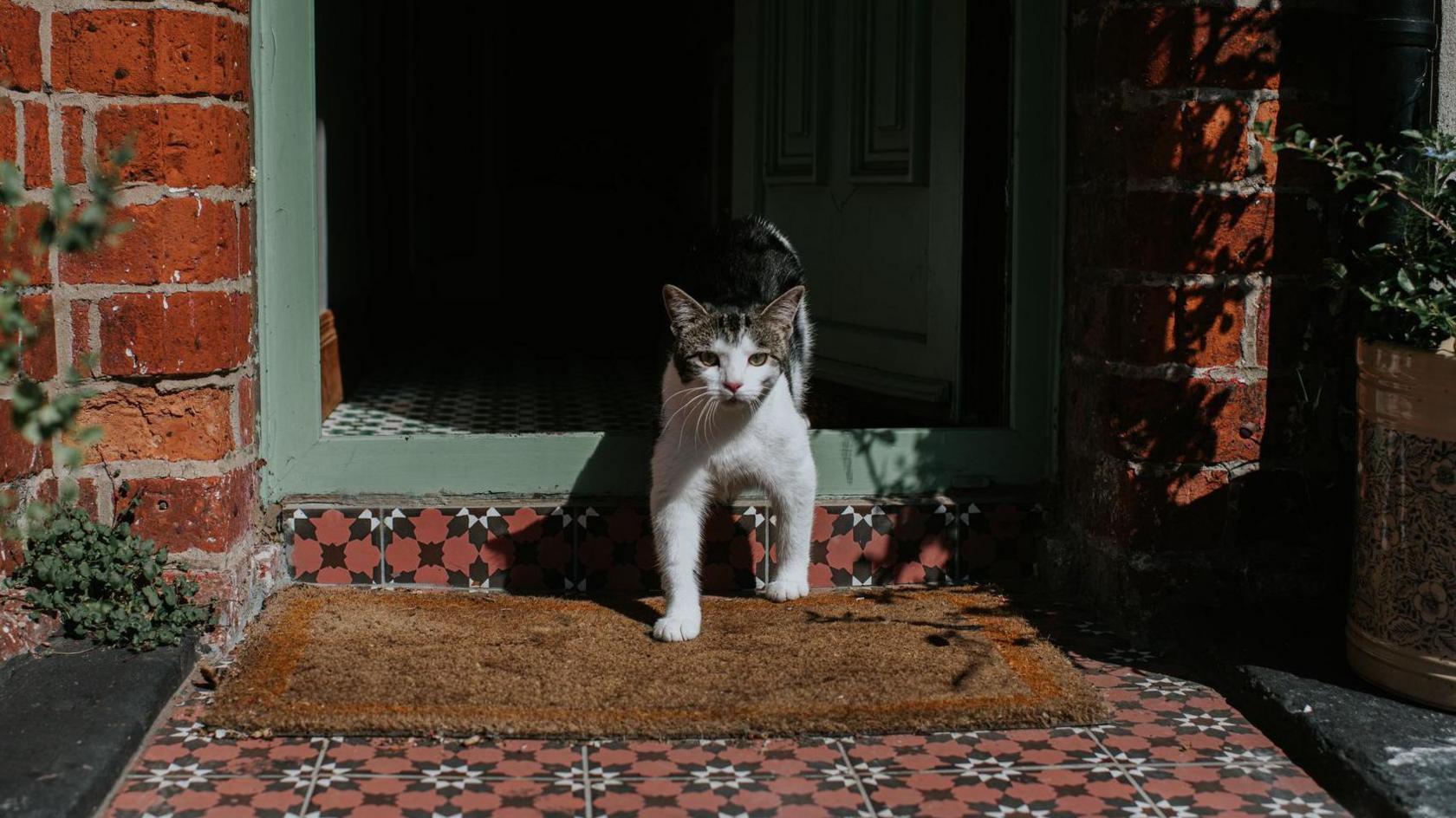 A cat that is white and tabby coloured walking out of the door of a house. The cat is walking towards the camera. There is a doormat in front of the door and the patterned brown, white and black paving up to the doorway.