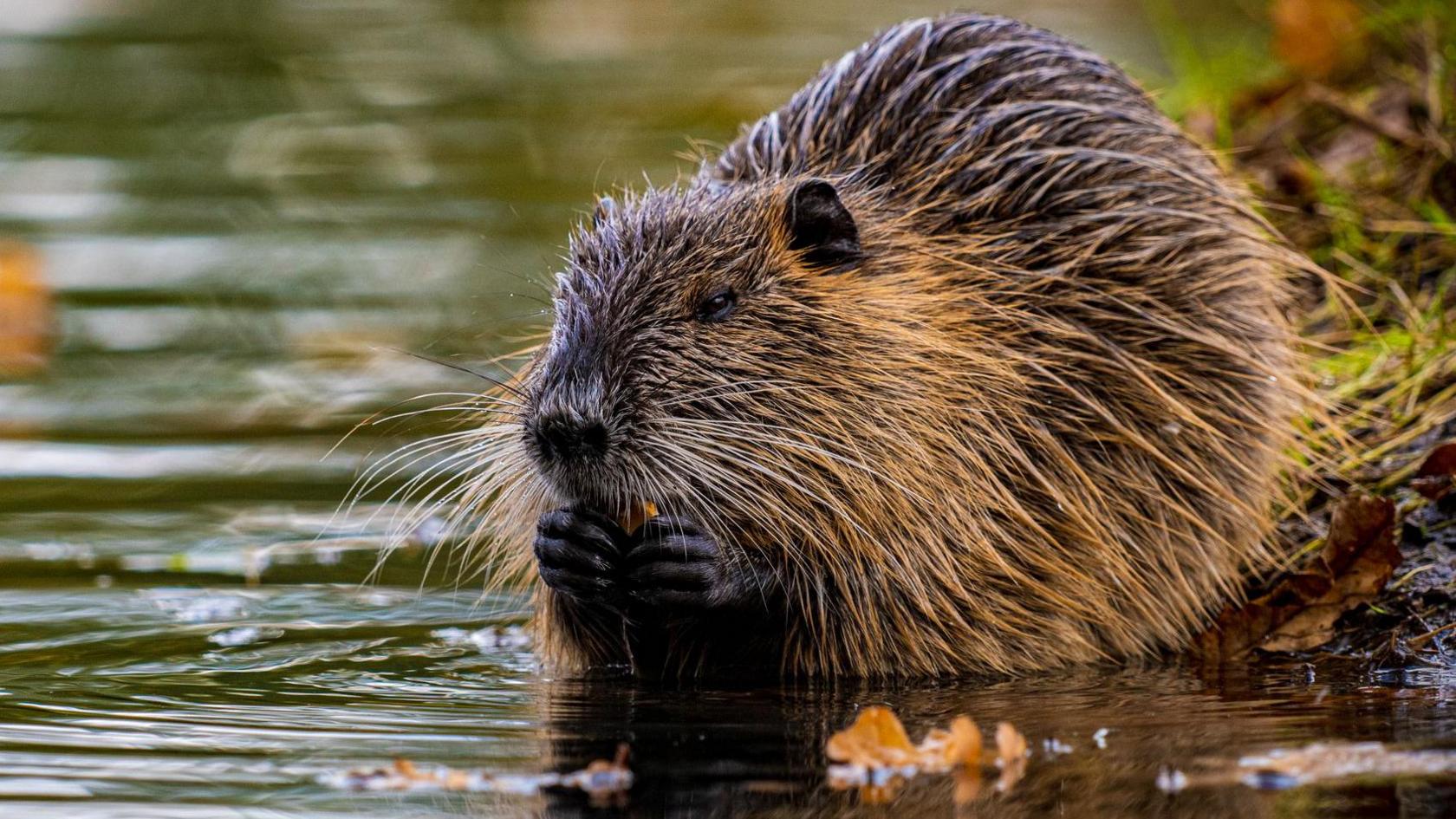 A beaver sitting in the water with its paws up to its face eating something.