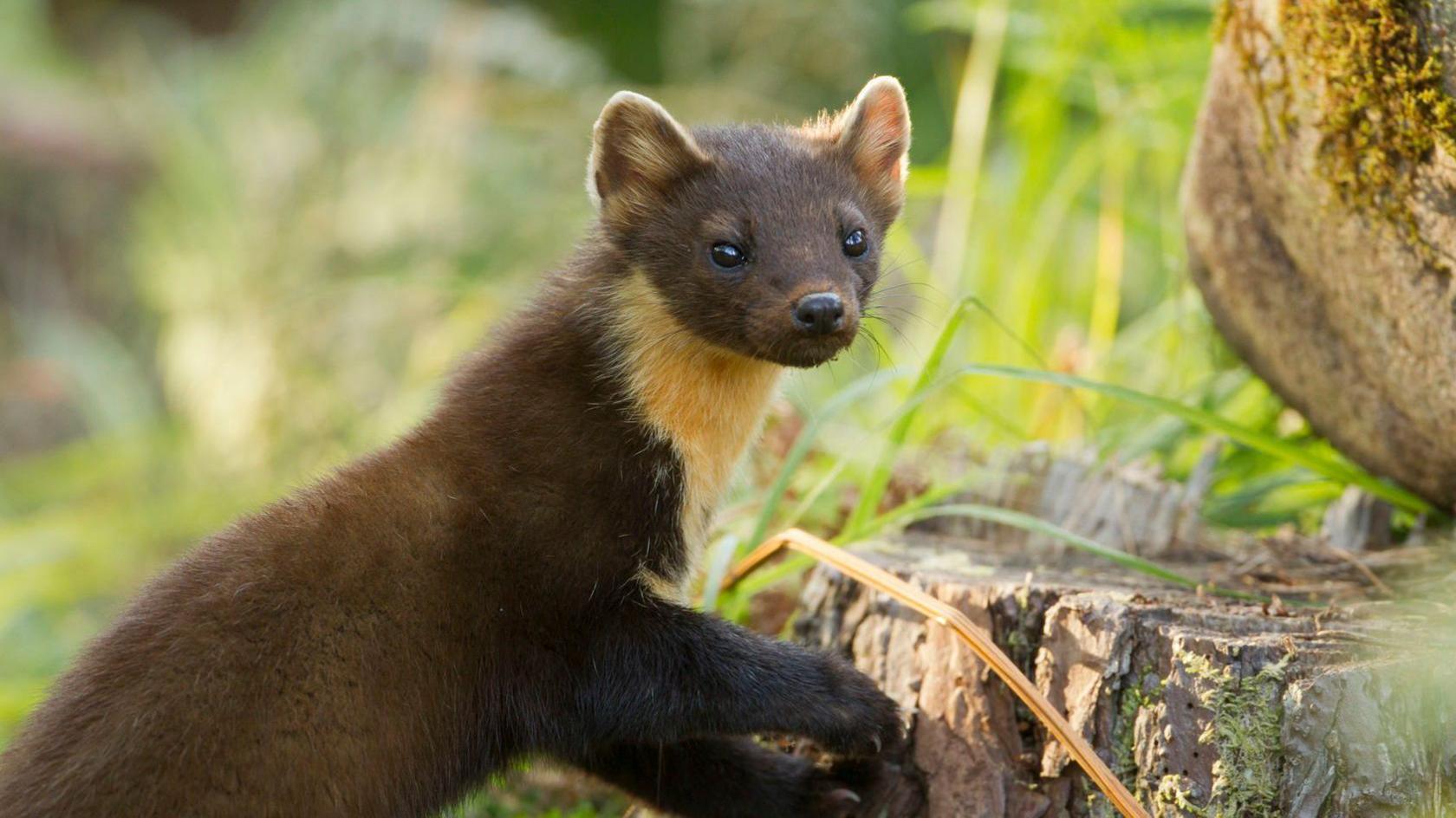 The picture shows a pine marten in woodland. The mammal has a yellow chest and brown fur.
