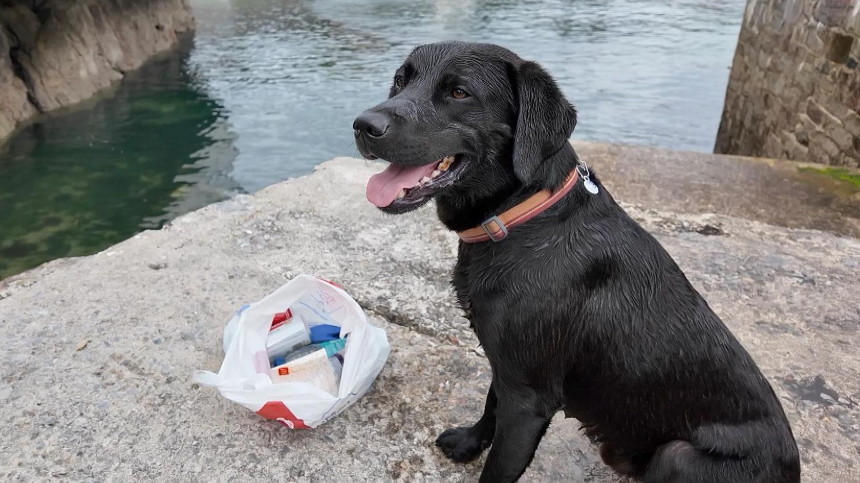 Black labrador Logie sits by the water next to a carrier bag filled with rubbish. His tongue is hanging out and he is wearing an orange collar.
