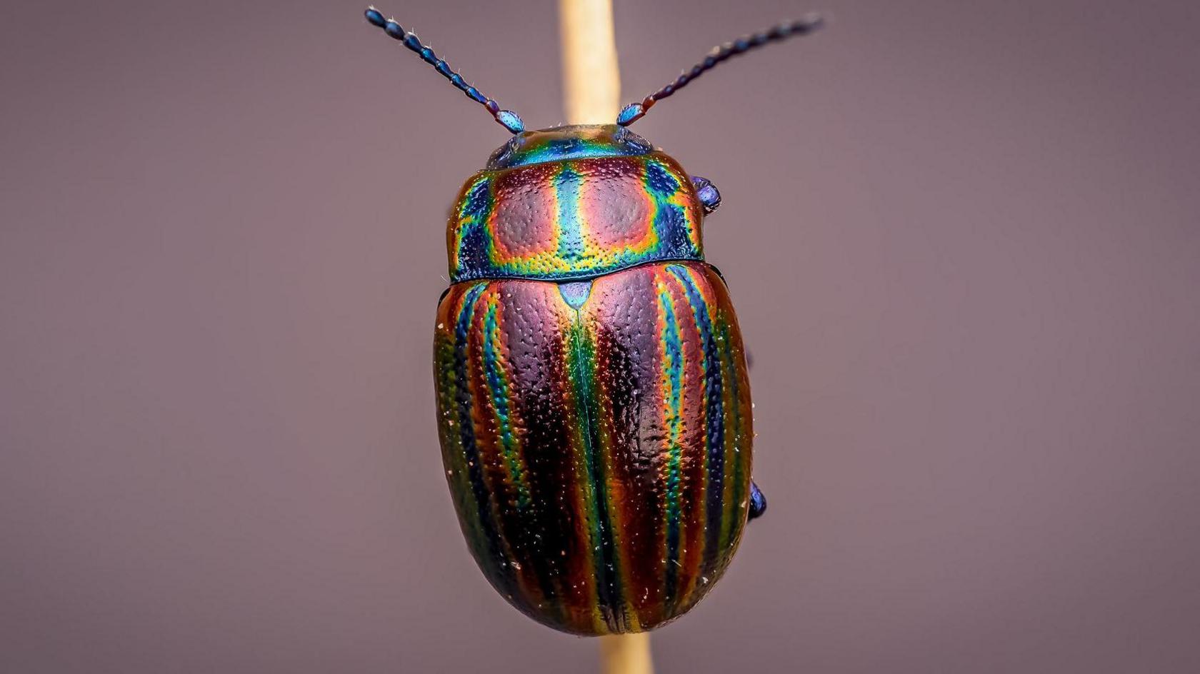 A beetle climbing up a stick. It has a multicoloured back with bands of metallic coloured red, blue and green.
