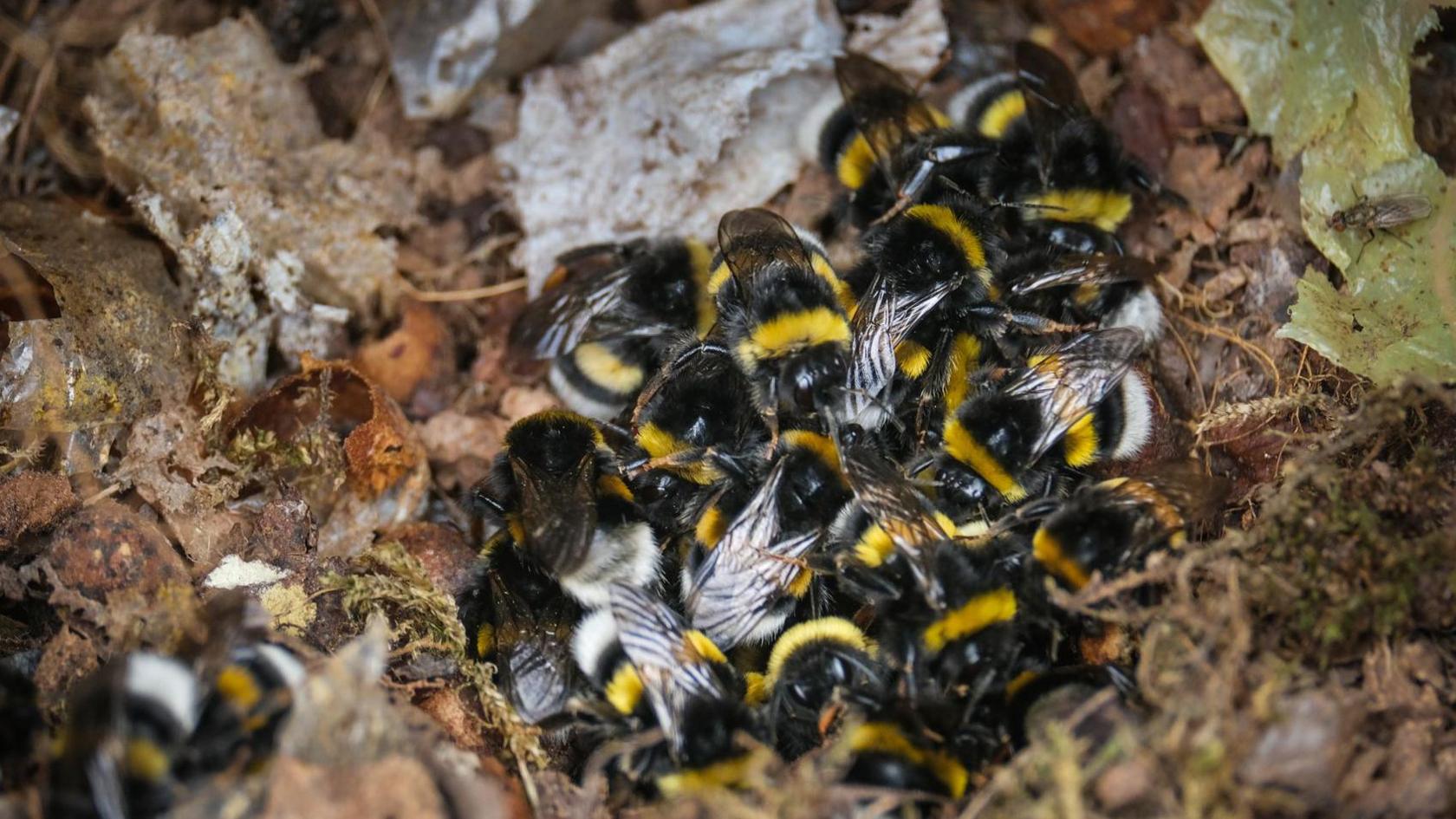 Bumblebees together in a nest