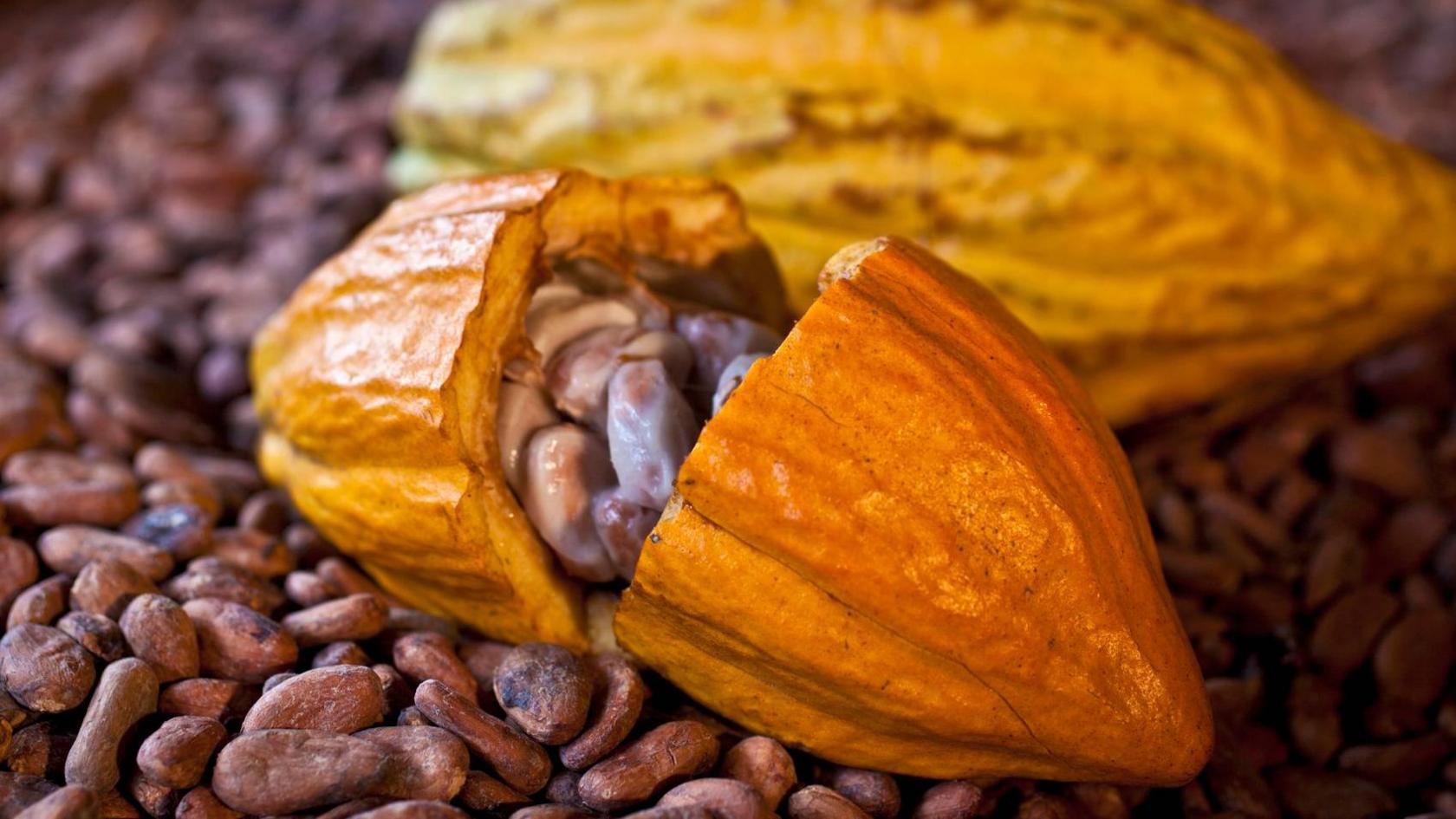 Cacao pod and beans