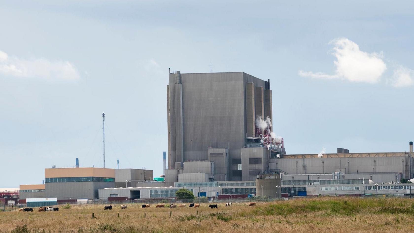 Hartlepool Power Station. The power station is a large grey concrete building. At its centre is a tall rectangular building, which is surrounded by smaller buildings. In front of it is a field containing cows.