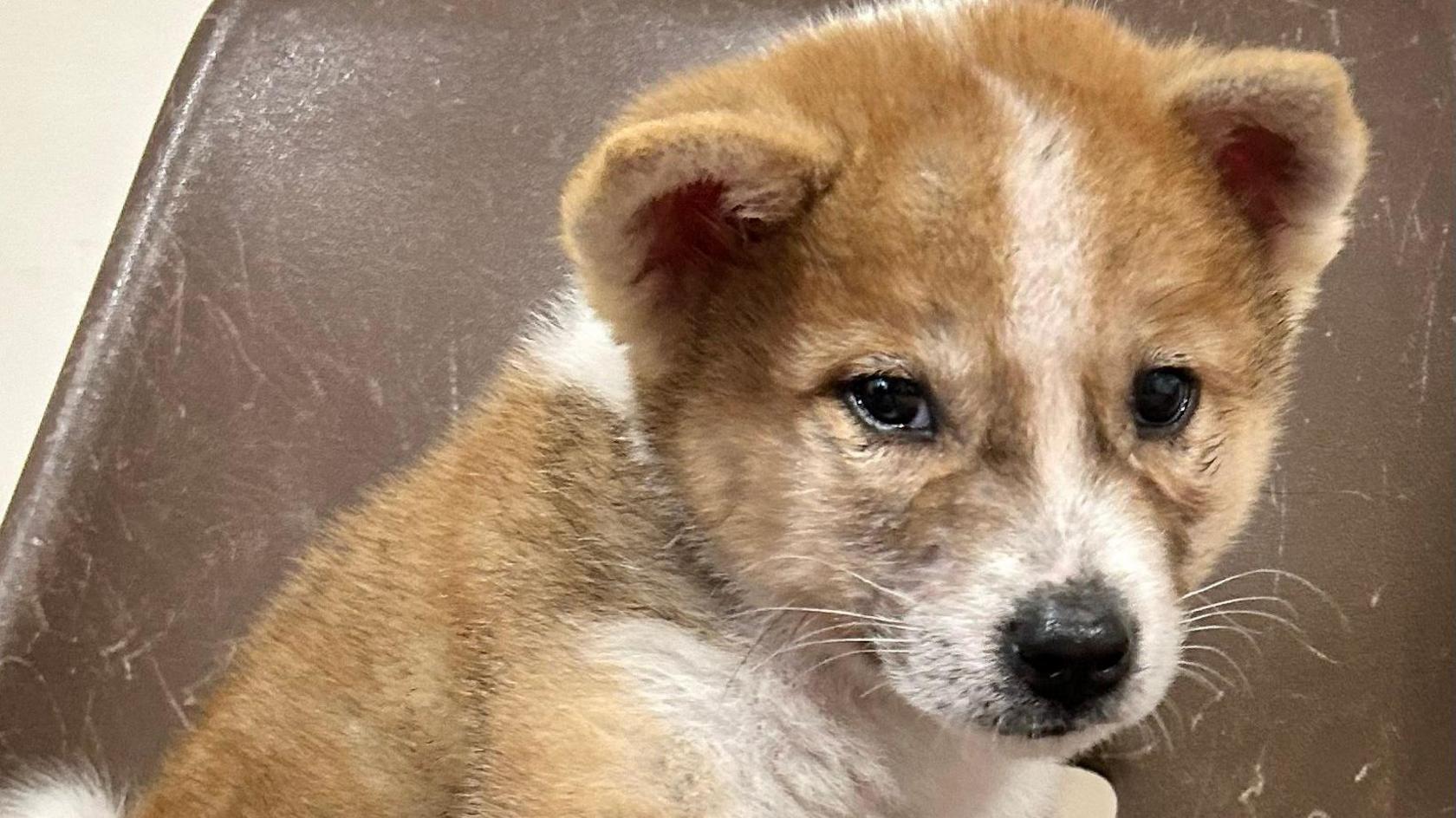 A auburn coloured puppy sitting on a brown chair looks into the camera 