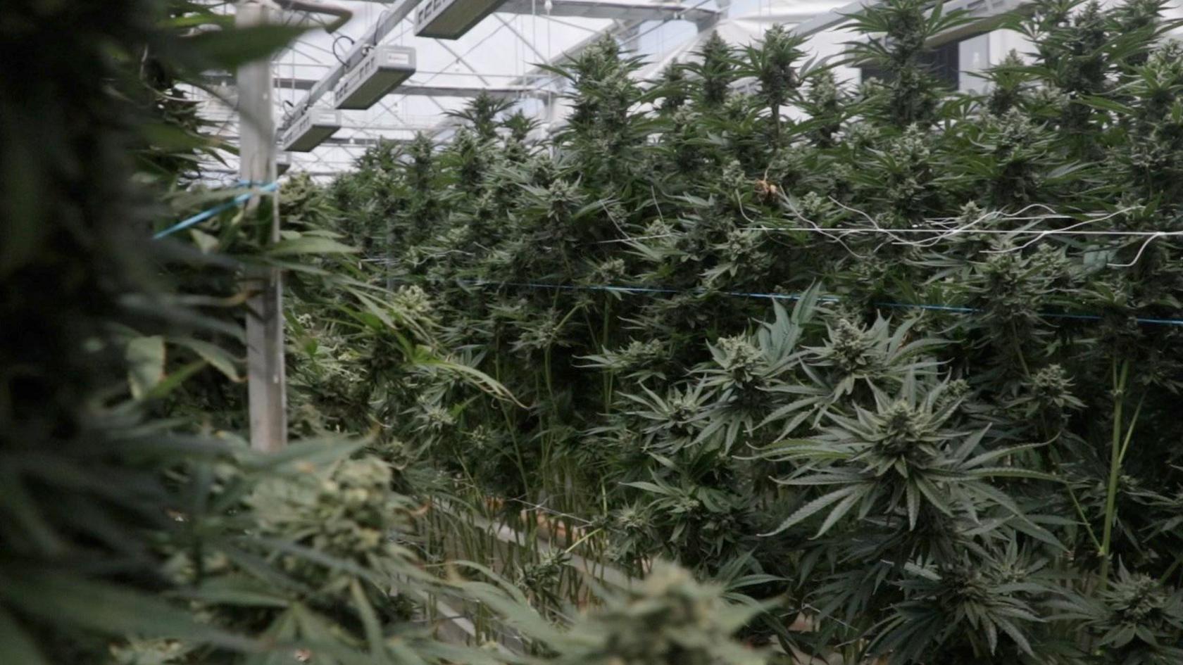 Dozens of huge cannabis plants are inside a greenhouse. LEDs look down on them.