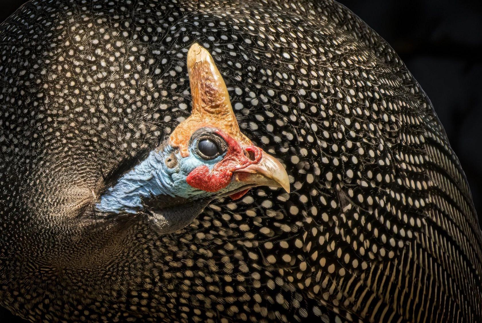 Guinea fowl. 