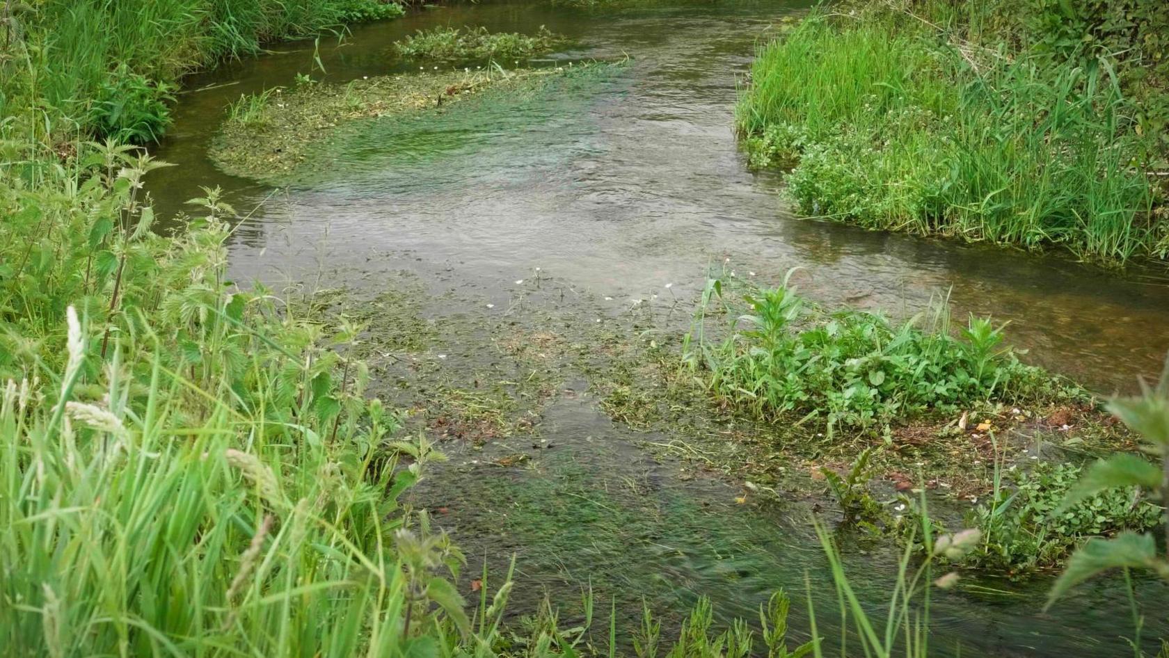 Low level stream with vegetation and grasses growing in it. Taller grasses frame each side of the stream which is part of a river.