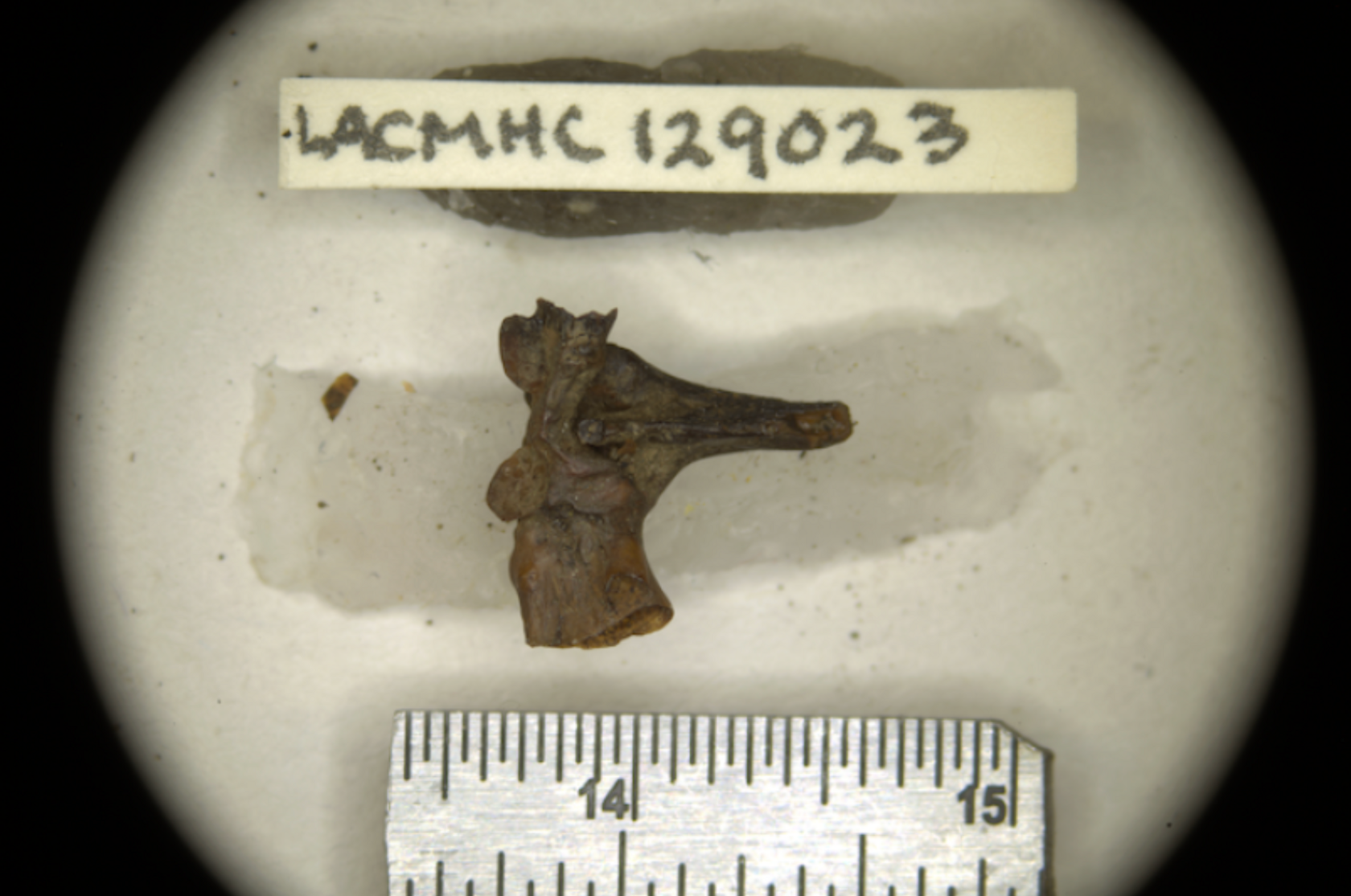 Specimen from new species of toad