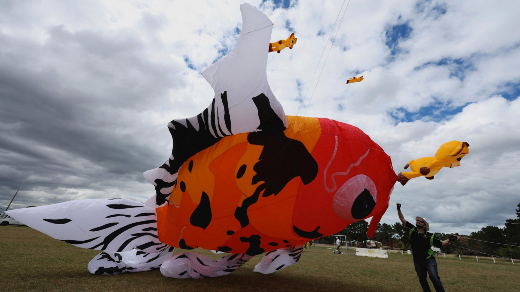 Huge kite shaped like a fish is lying on the group held by a man with a string