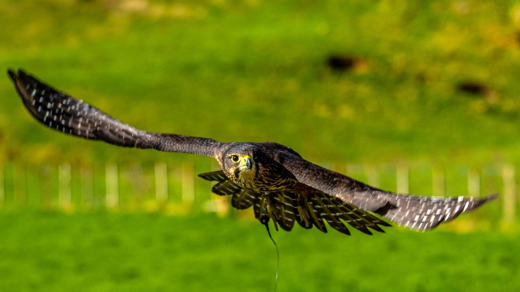 The New Zealand falcon - which also goes by the Māori name the kārearea - in flight. Green grass and a fence can be seen in the background. 
