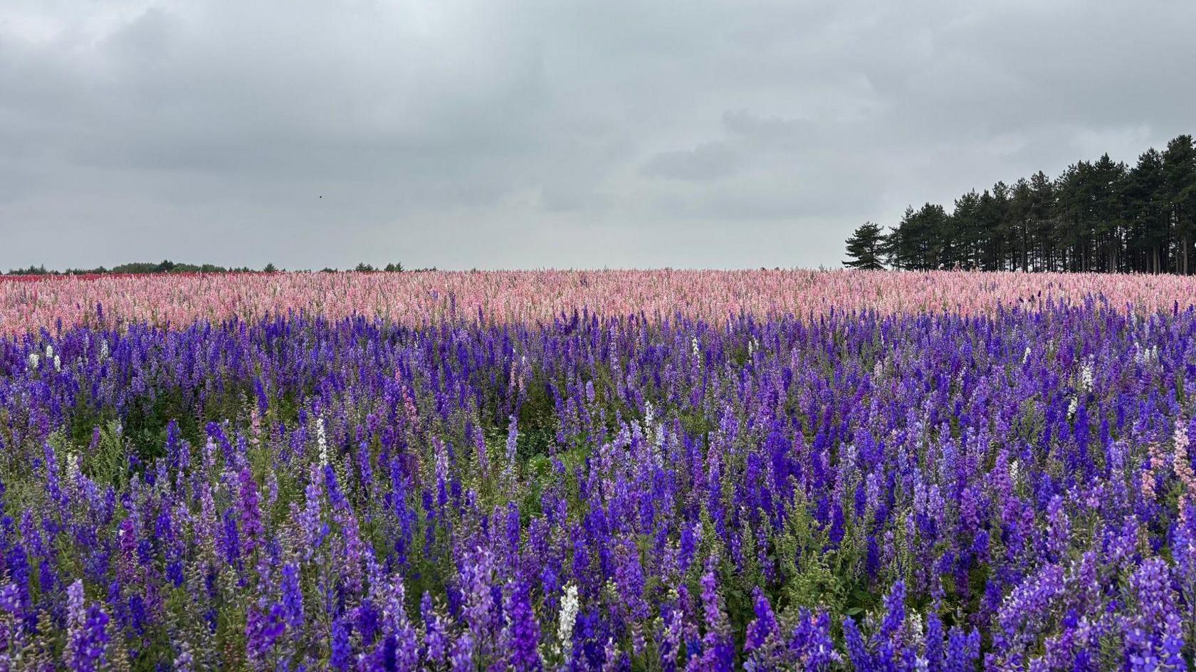 A huge field with pink and purple delphiniums as far as the eye can see, underneath a grey cloudy sky