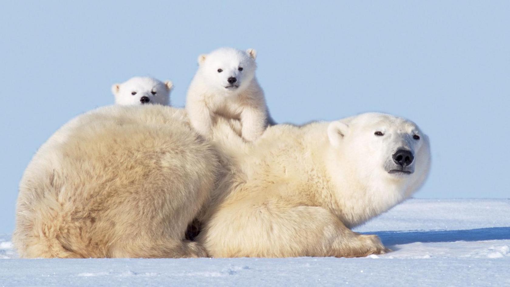 Polar bear lying down with two cubs on top of it