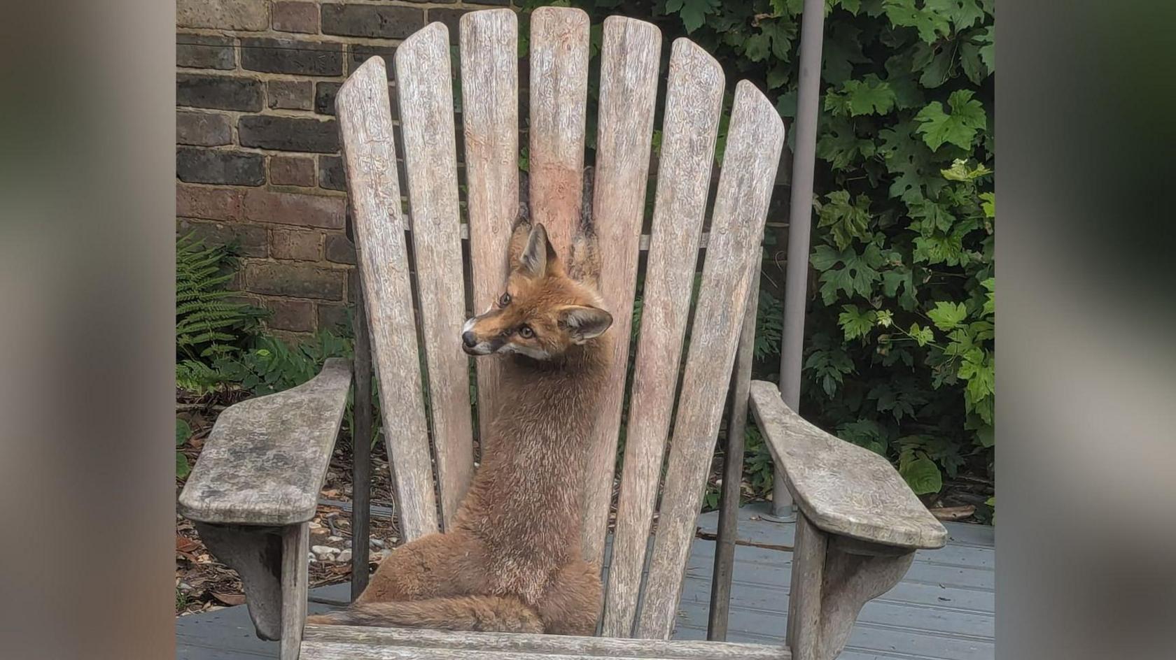 A fox cub looks at the camera and her front paws are between the slats of a large wooden garden chair she is sitting on