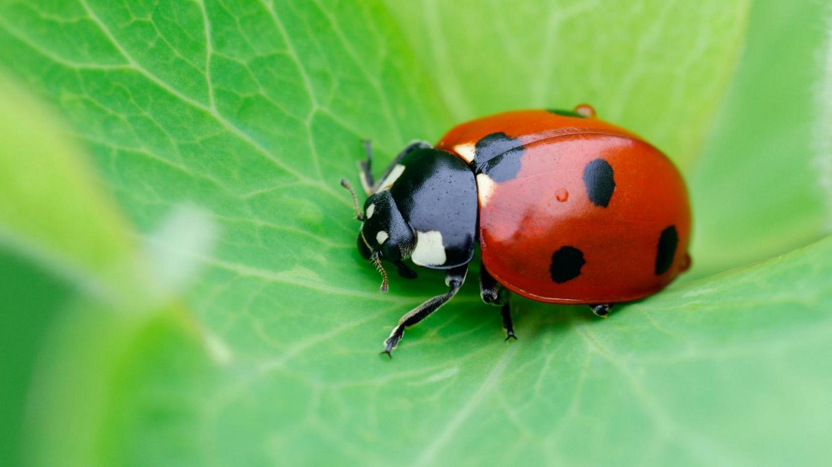 a red ladybird with black spots sitting on a green leaf