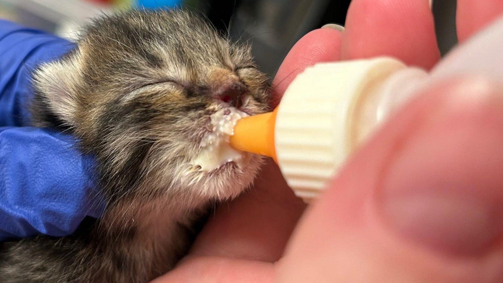 A tabby kitten is pictured being fed by a person with a bottle. It has milk around its mouth as it suckles from the bottom and its eyes are closed. A person wearing a blue gloves holds it in place at it feeds.