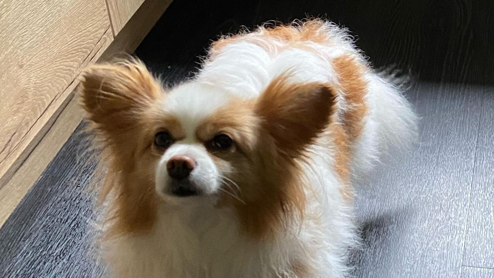 A papillon dog, which is brown and white with long hair and pointy ears and nose.